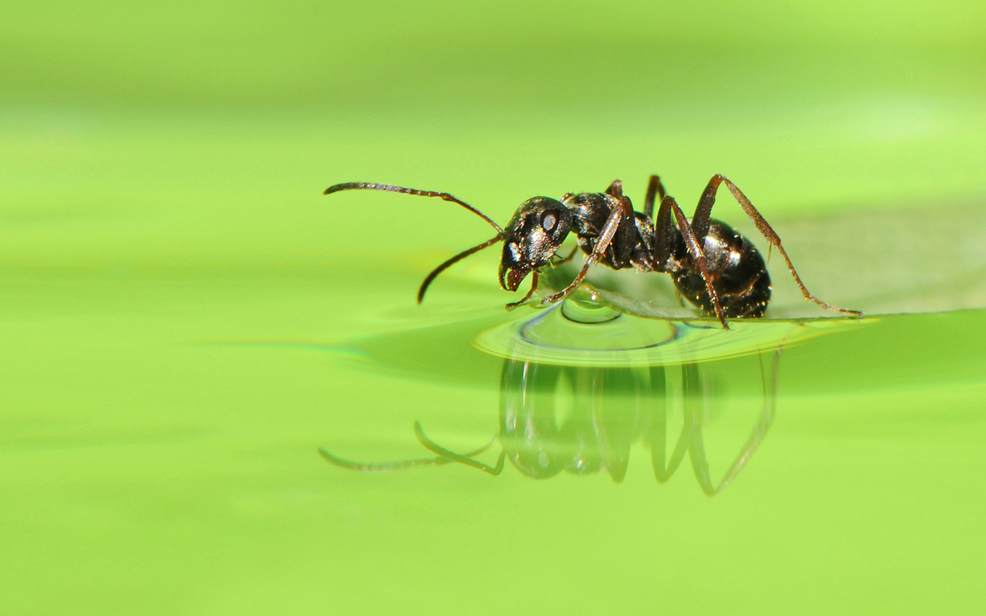 595109 descargar imagen animales, hormiga, insecto: fondos de pantalla y protectores de pantalla gratis