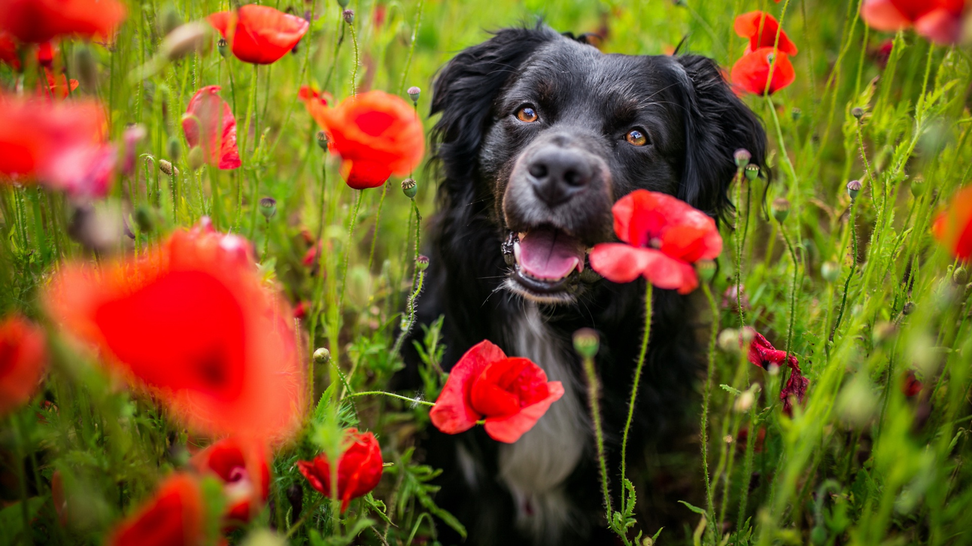 Download mobile wallpaper Dogs, Flower, Dog, Animal, Poppy for free.