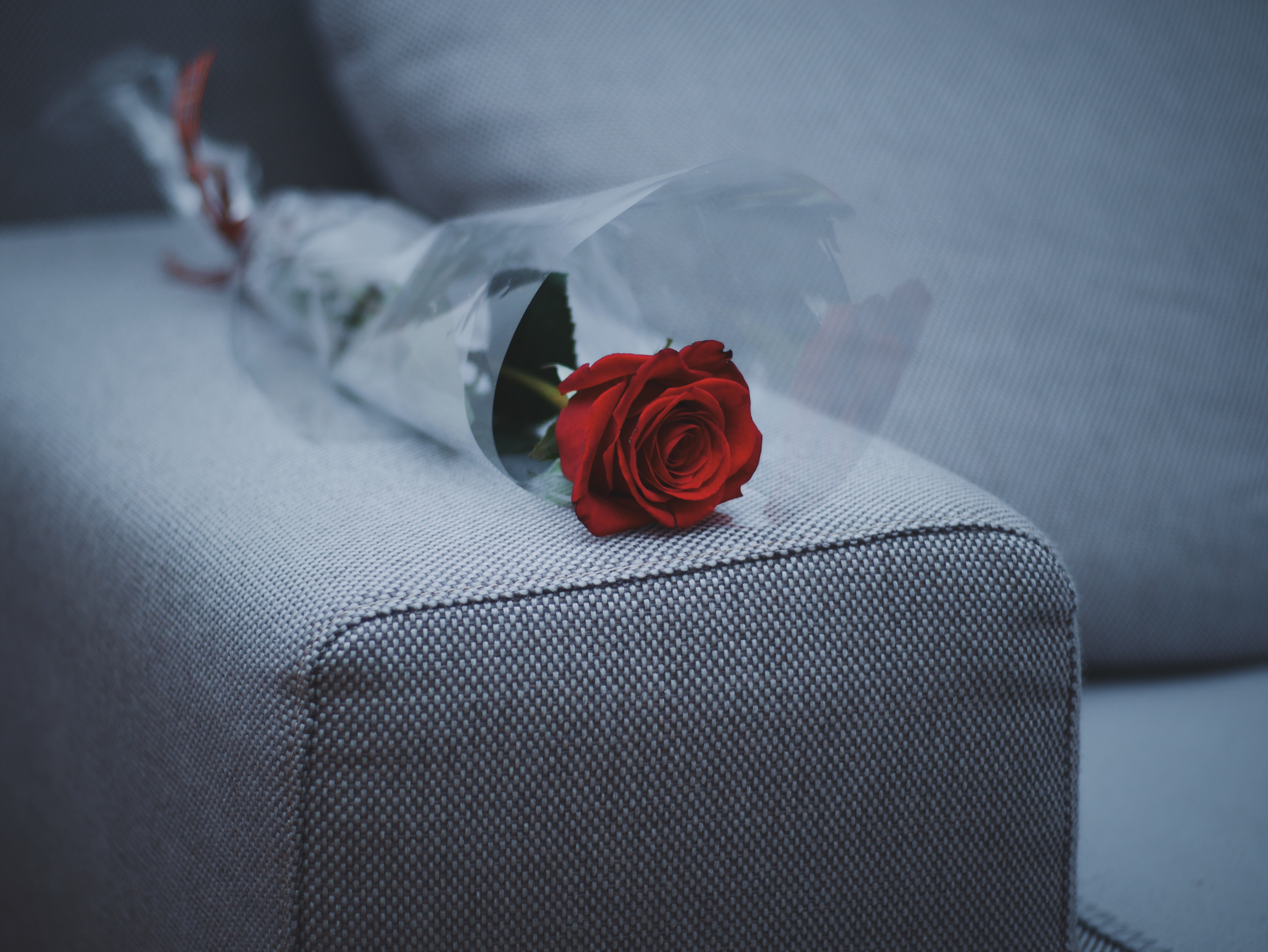 Завантажити шпалери безкоштовно Квіти, Роза, Диван, Меблі, Троянда картинка на робочий стіл ПК