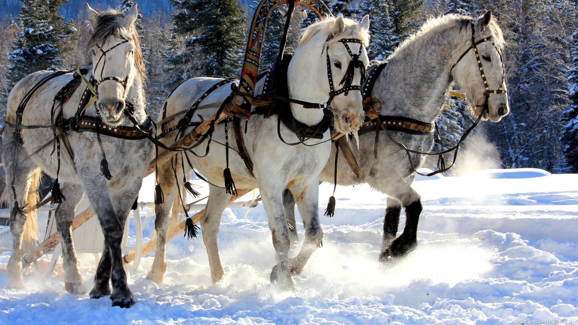 Descarga gratuita de fondo de pantalla para móvil de Animales, Caballo.