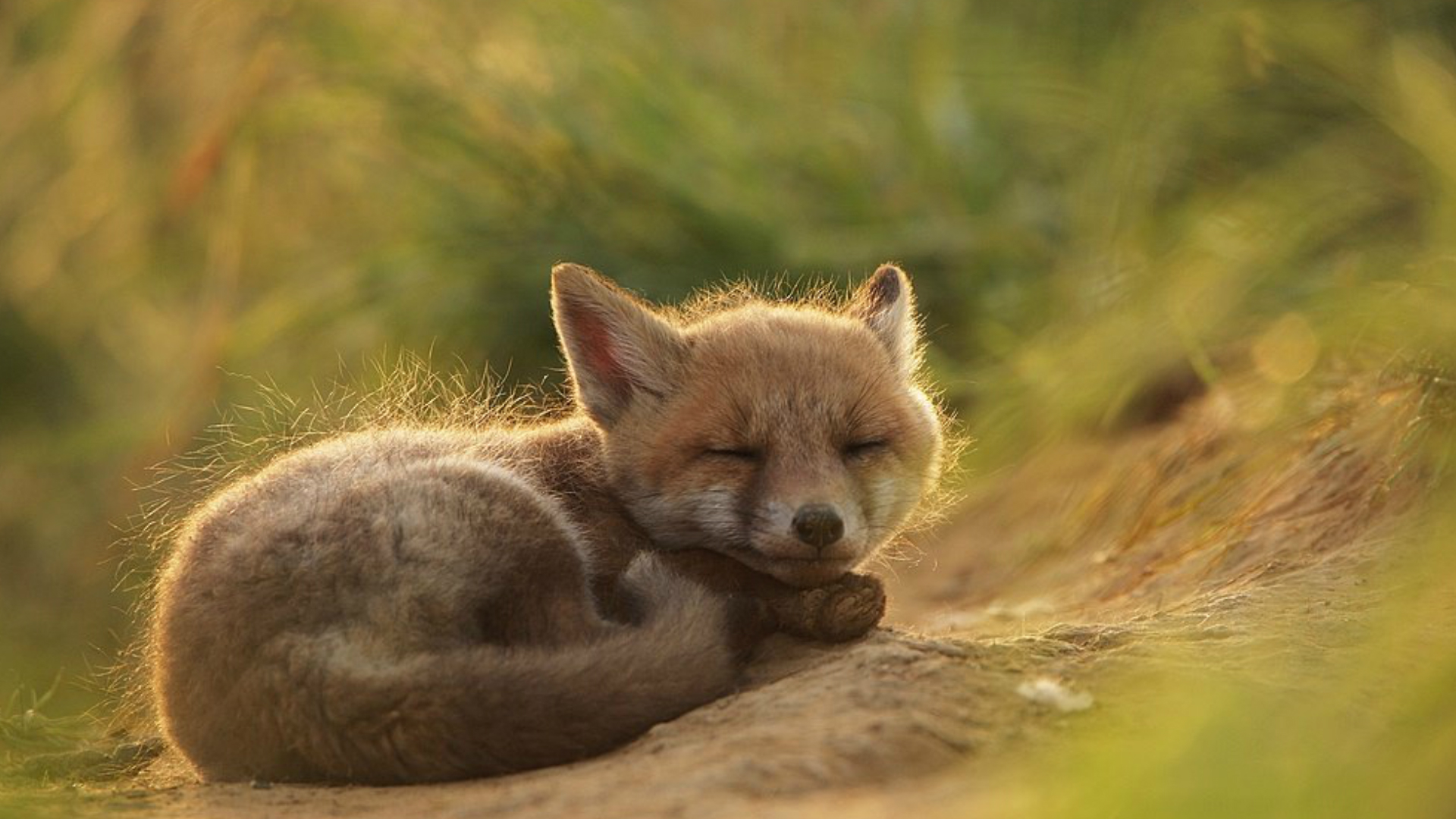 Download mobile wallpaper Fox, Animal for free.