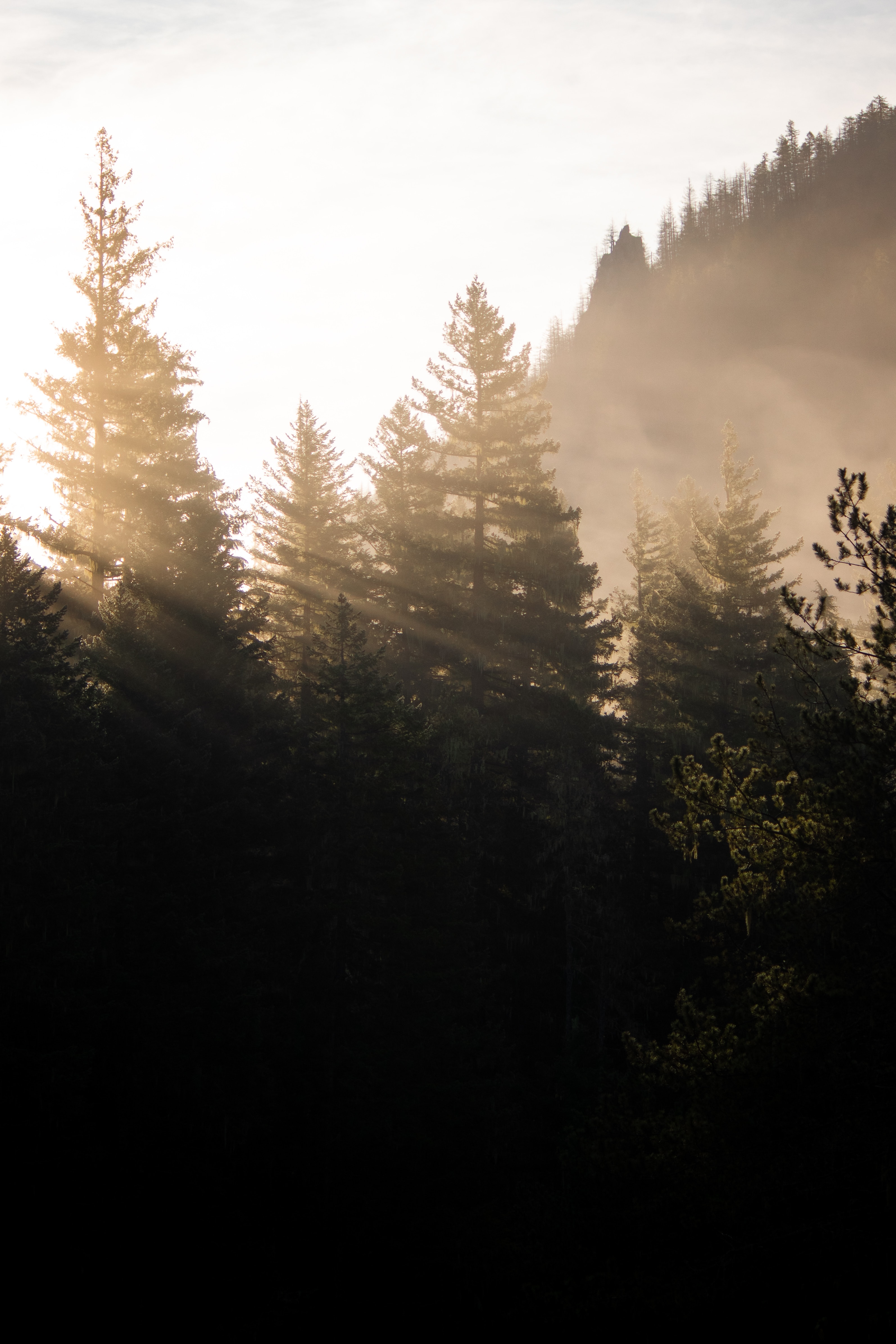 Handy-Wallpaper Natur, Wald, Nebel, Morgen, Bäume, Sonnenlicht kostenlos herunterladen.