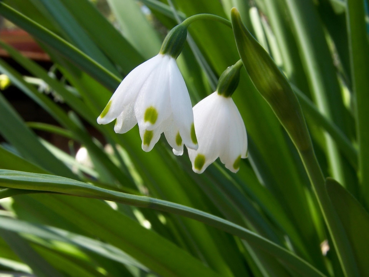 green, snowdrops, plants, flowers Smartphone Background