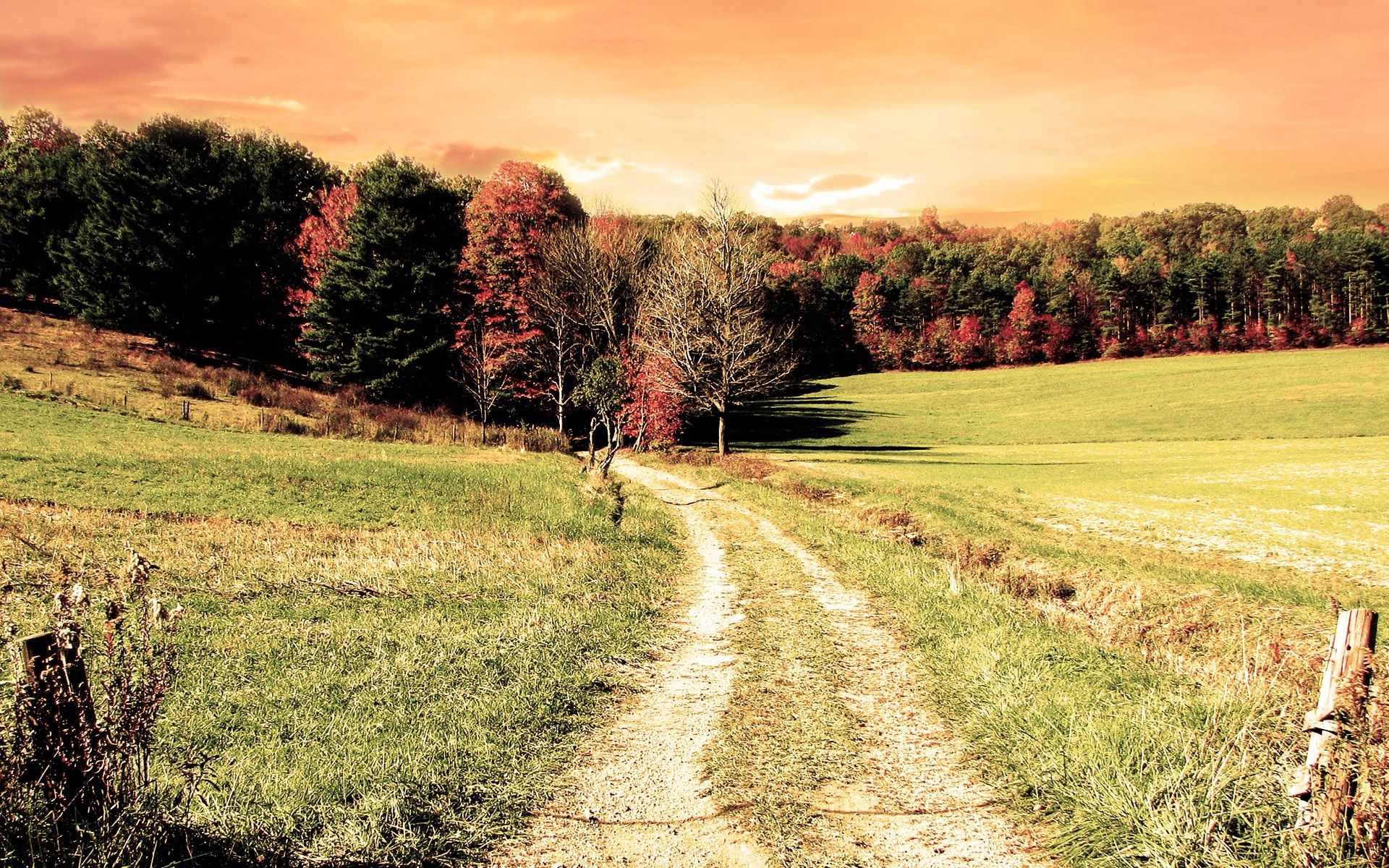 Laden Sie das Straße, Farben, Natur, Feld, Farbe, Bäume, Wald, Herbst-Bild kostenlos auf Ihren PC-Desktop herunter