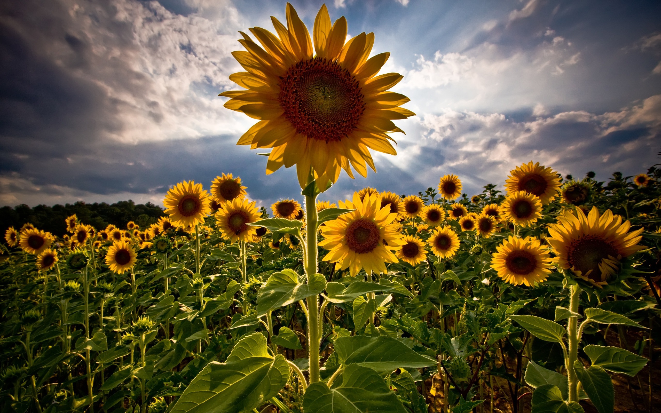 Free download wallpaper Nature, Flowers, Summer, Flower, Plant, Earth, Sunflower, Yellow Flower on your PC desktop