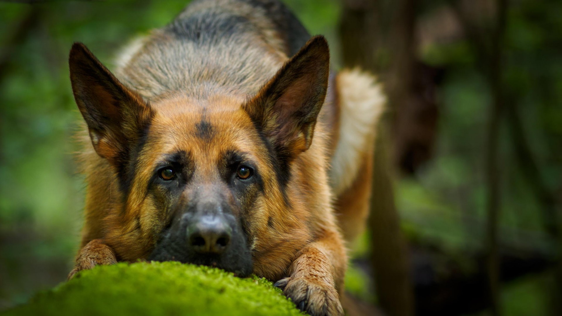Download mobile wallpaper Dogs, Dog, Close Up, Animal, Face, Cute, German Shepherd for free.