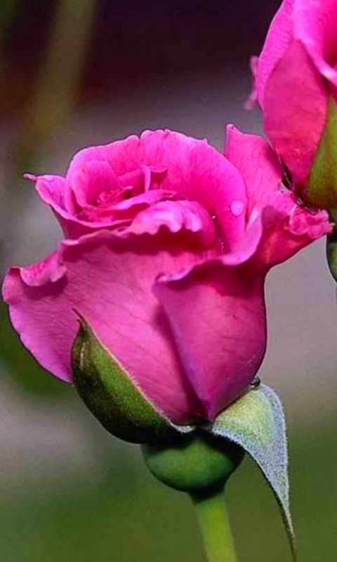 Descarga gratuita de fondo de pantalla para móvil de Flores, Rosa, Flor, Tierra/naturaleza.
