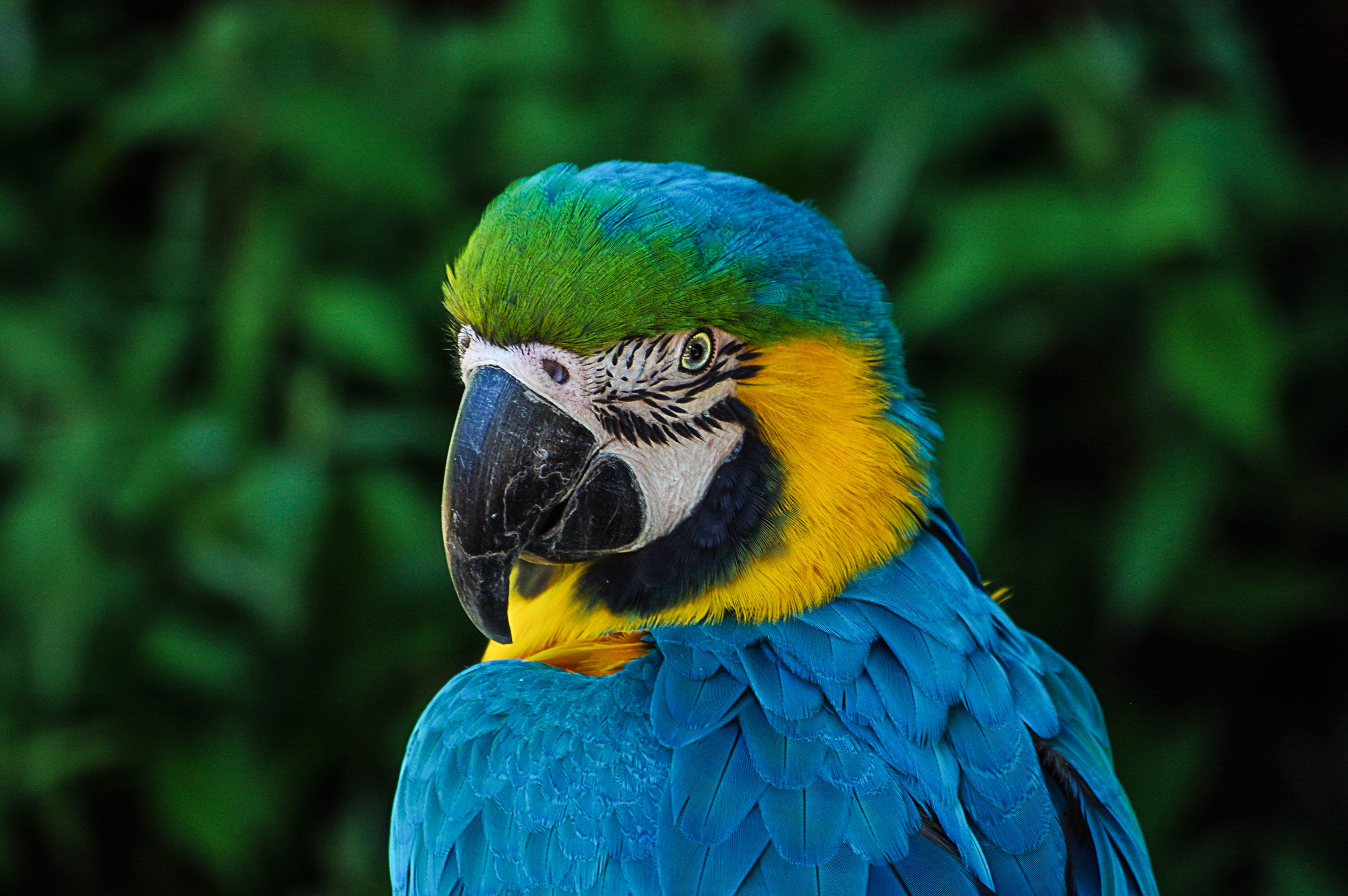 Descarga gratuita de fondo de pantalla para móvil de Animales, Guacamayo, Aves, Ave, Guacamayo Azul Y Amarillo.