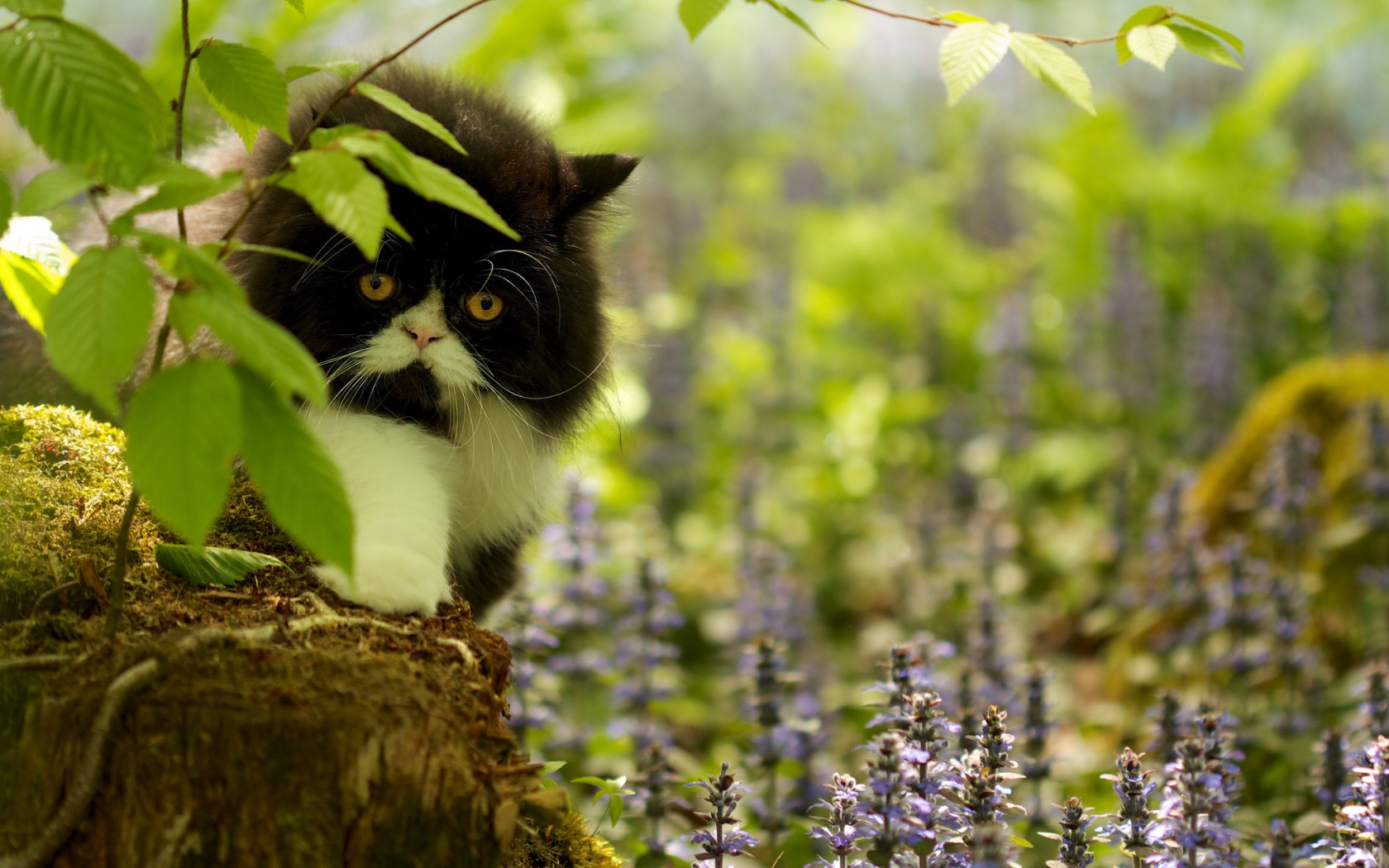 Handy-Wallpaper Katze, Katzen, Tiere kostenlos herunterladen.