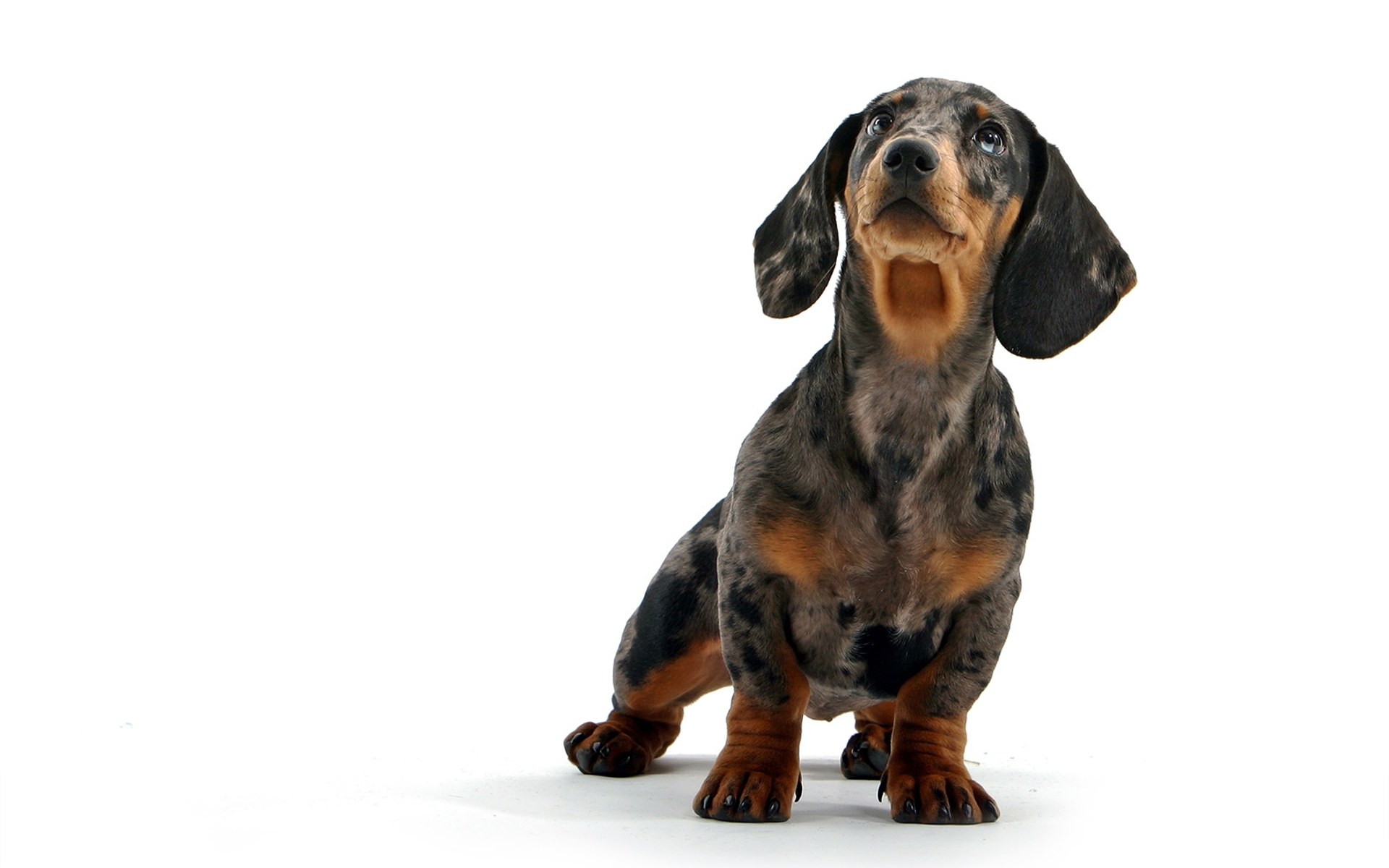 Download mobile wallpaper Animal, Dachshund for free.