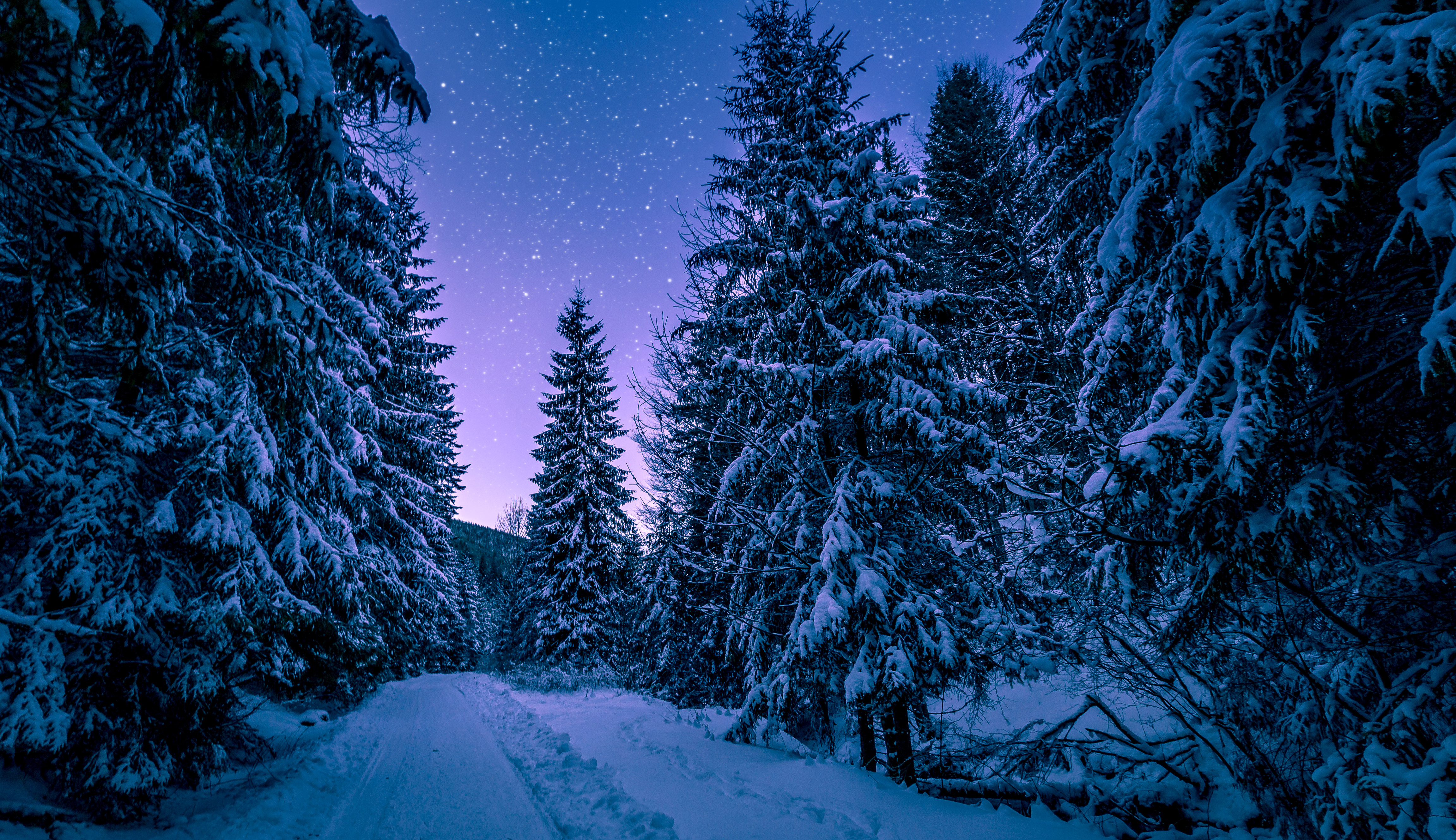 Descarga gratis la imagen Camino, Bosque, Invierno, Naturaleza, Nieve, Cielo Estrellado en el escritorio de tu PC