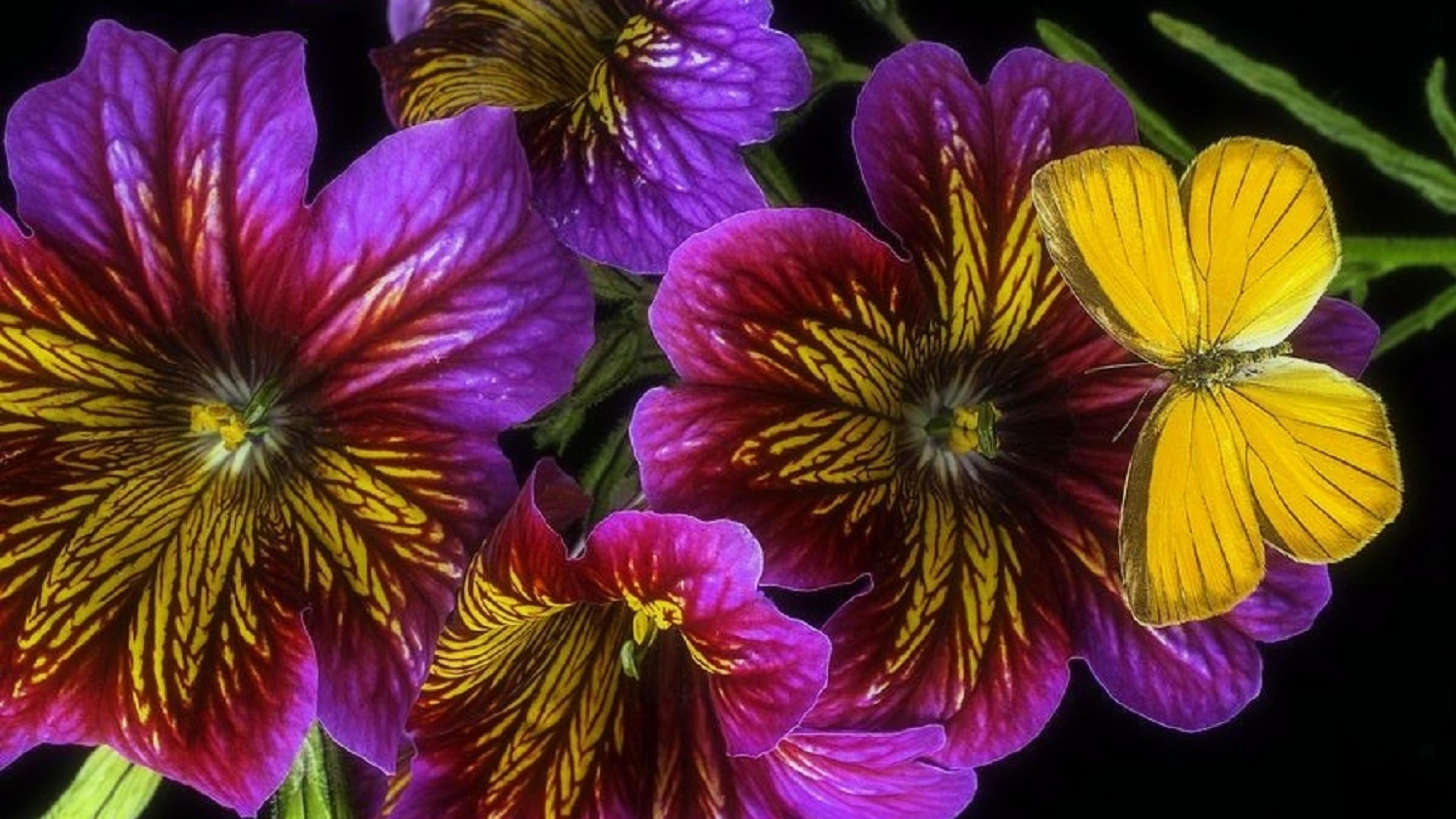 無料モバイル壁紙蝶, 花, 閉じる, 芸術的, 花弁, 黄色い花, 紫色の花をダウンロードします。