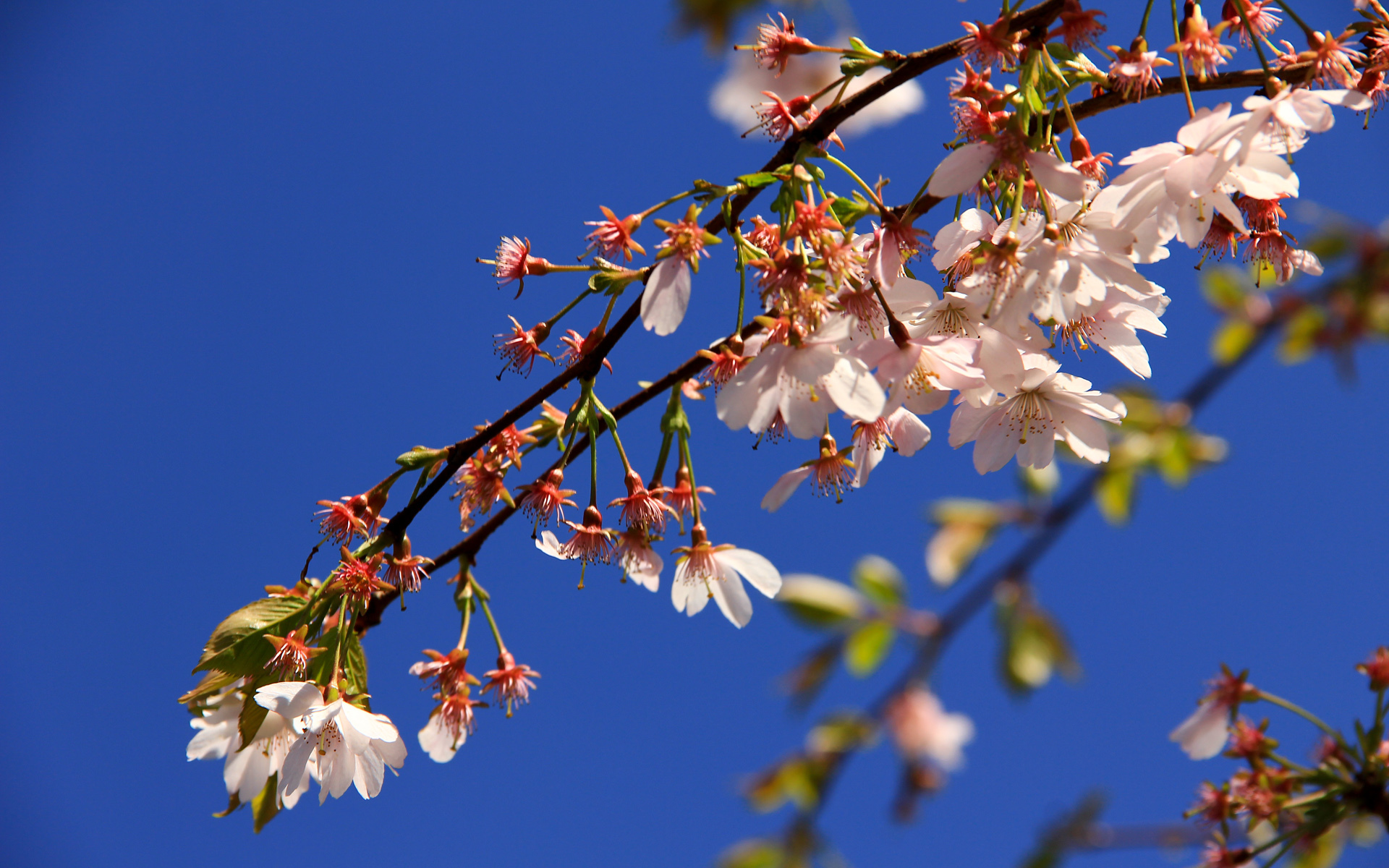 Free download wallpaper Blossom, Flowers, Earth on your PC desktop