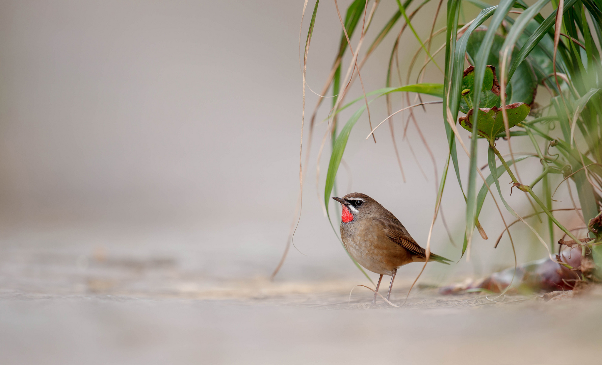 Baixe gratuitamente a imagem Pássaro, Aves, Animais na área de trabalho do seu PC