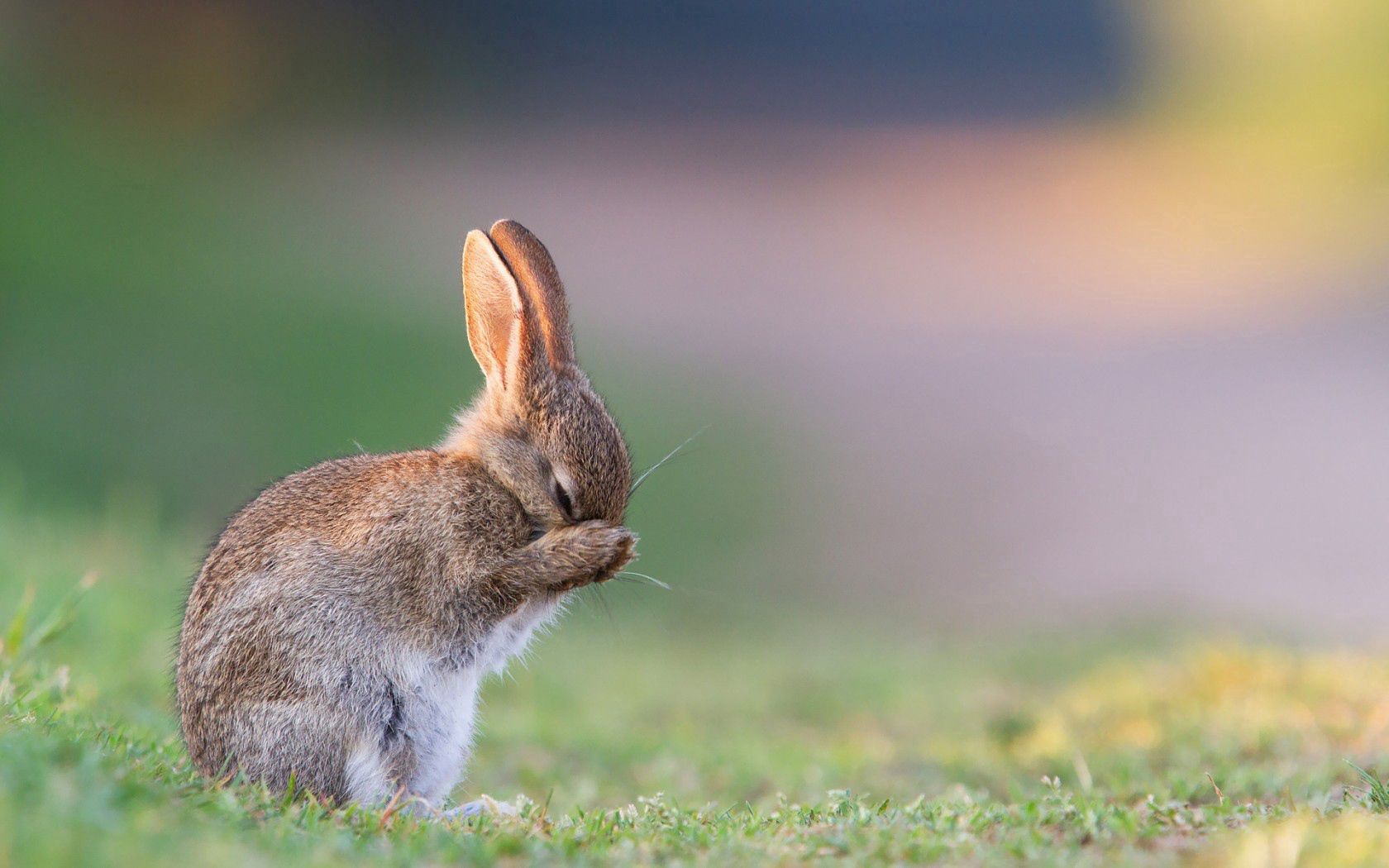 148026 скачать картинку заяц, трава, кролик, животные, страх, грусть - обои и заставки бесплатно