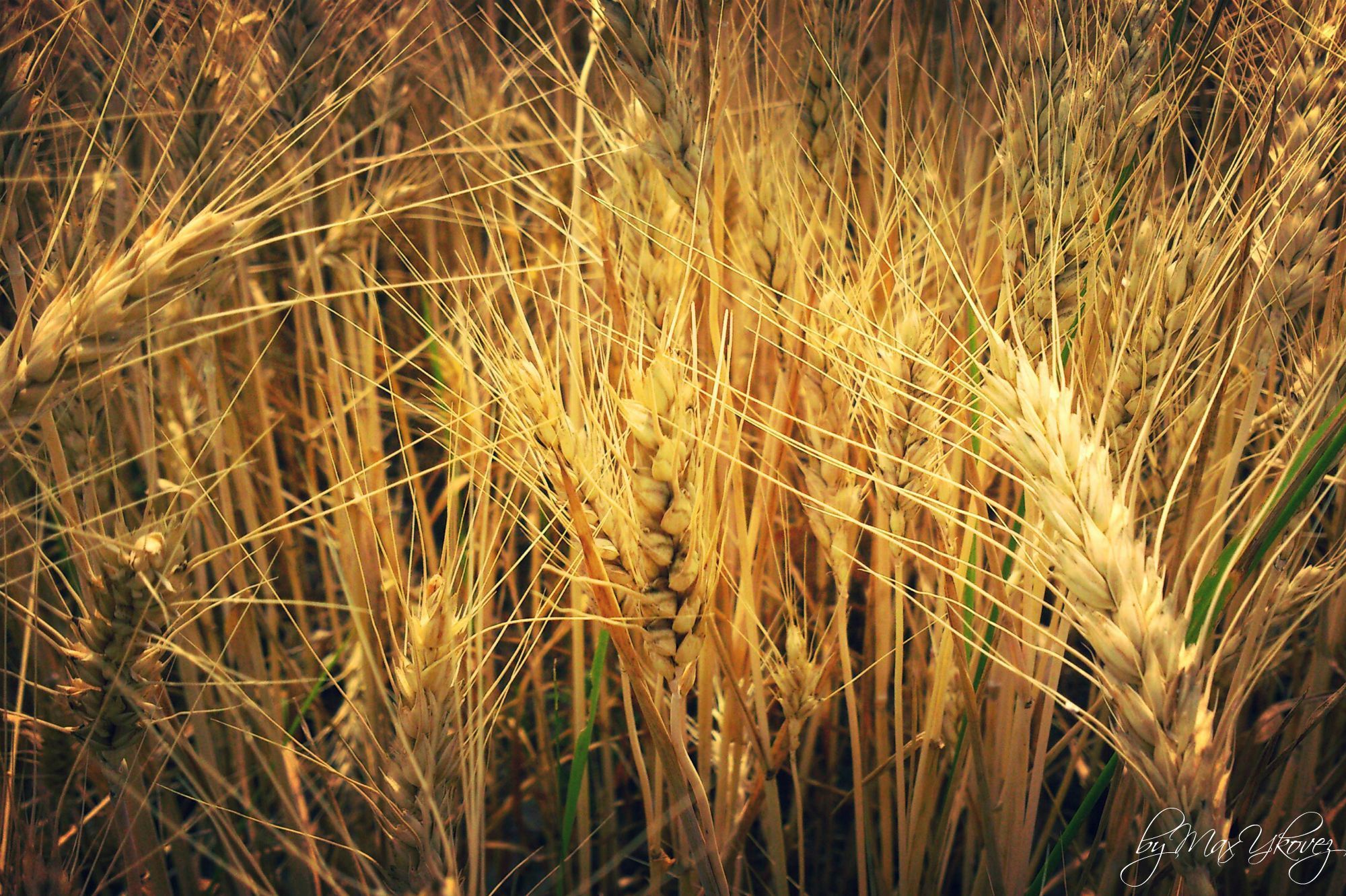 Descarga gratuita de fondo de pantalla para móvil de Trigo, Tierra/naturaleza.