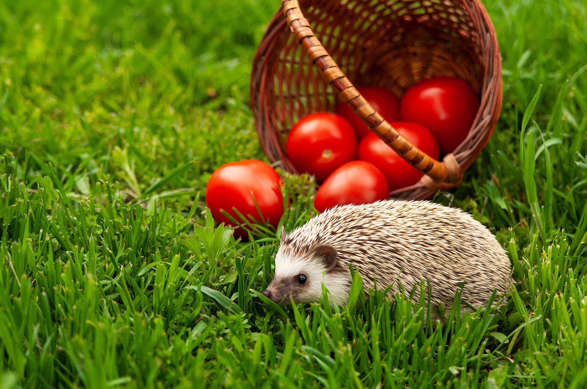 Laden Sie das Tiere, Igel-Bild kostenlos auf Ihren PC-Desktop herunter