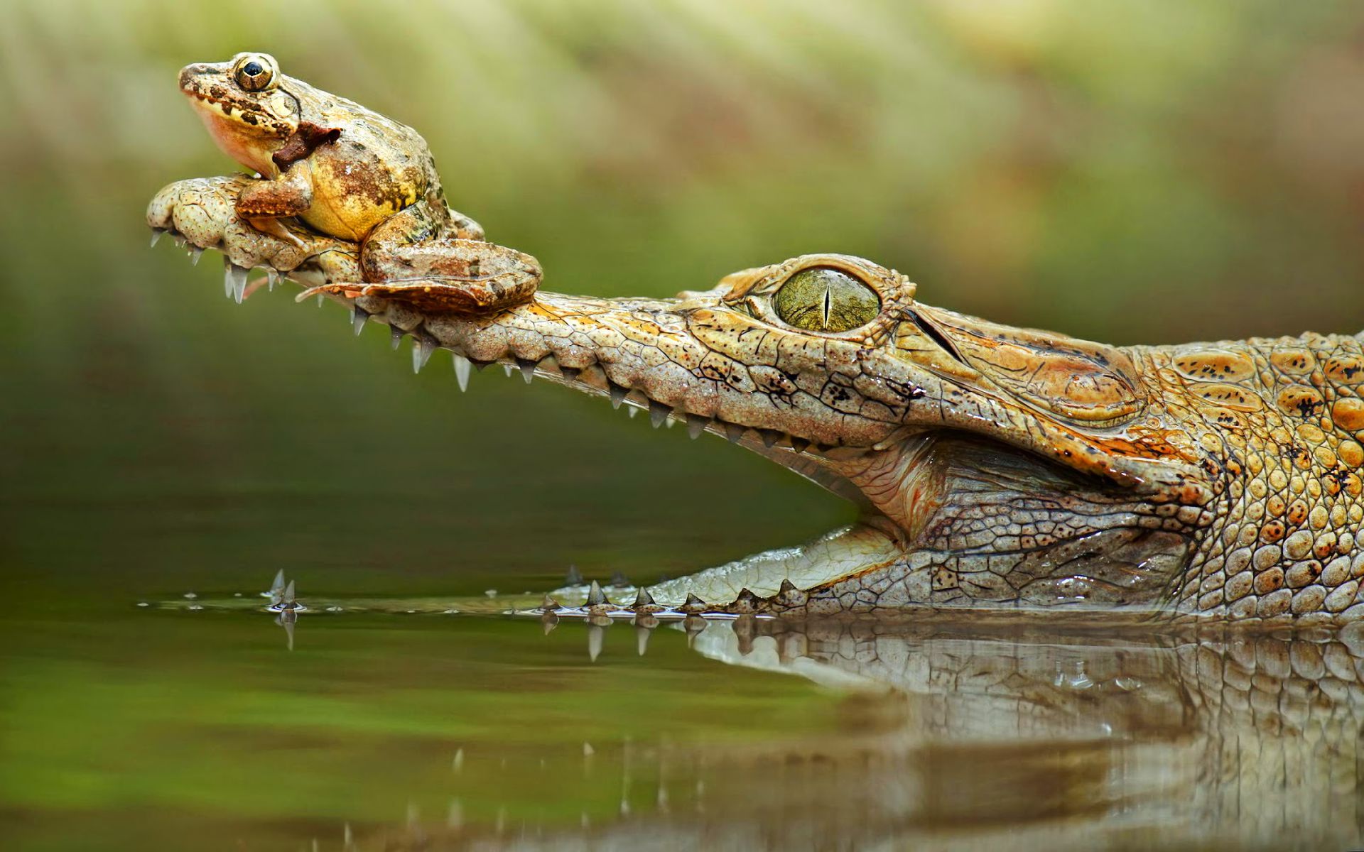 410525 скачать картинку крокодил, животные, амфибия, лягушка, рептилии - обои и заставки бесплатно