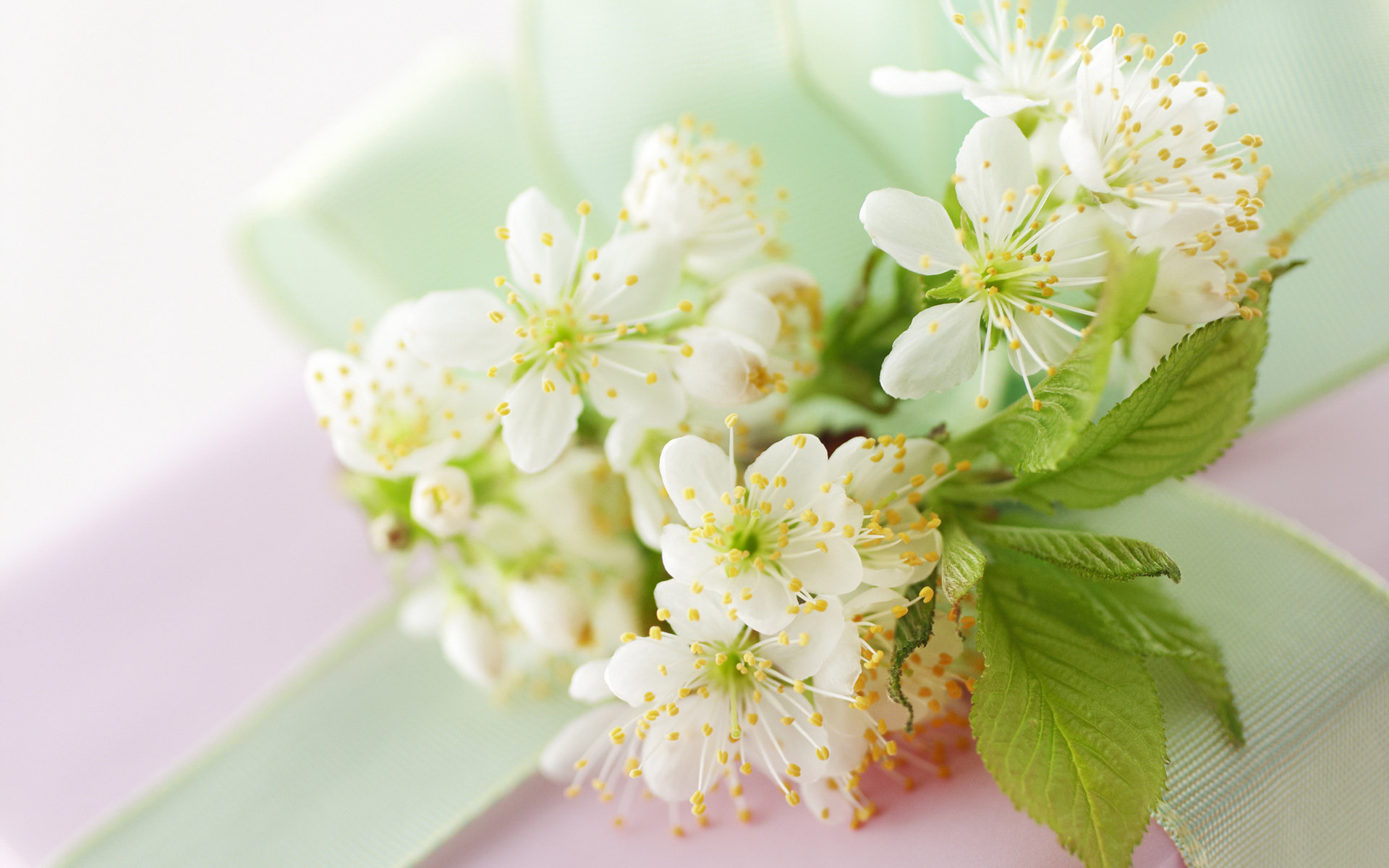 Free download wallpaper Flowers, Earth, Blossom on your PC desktop