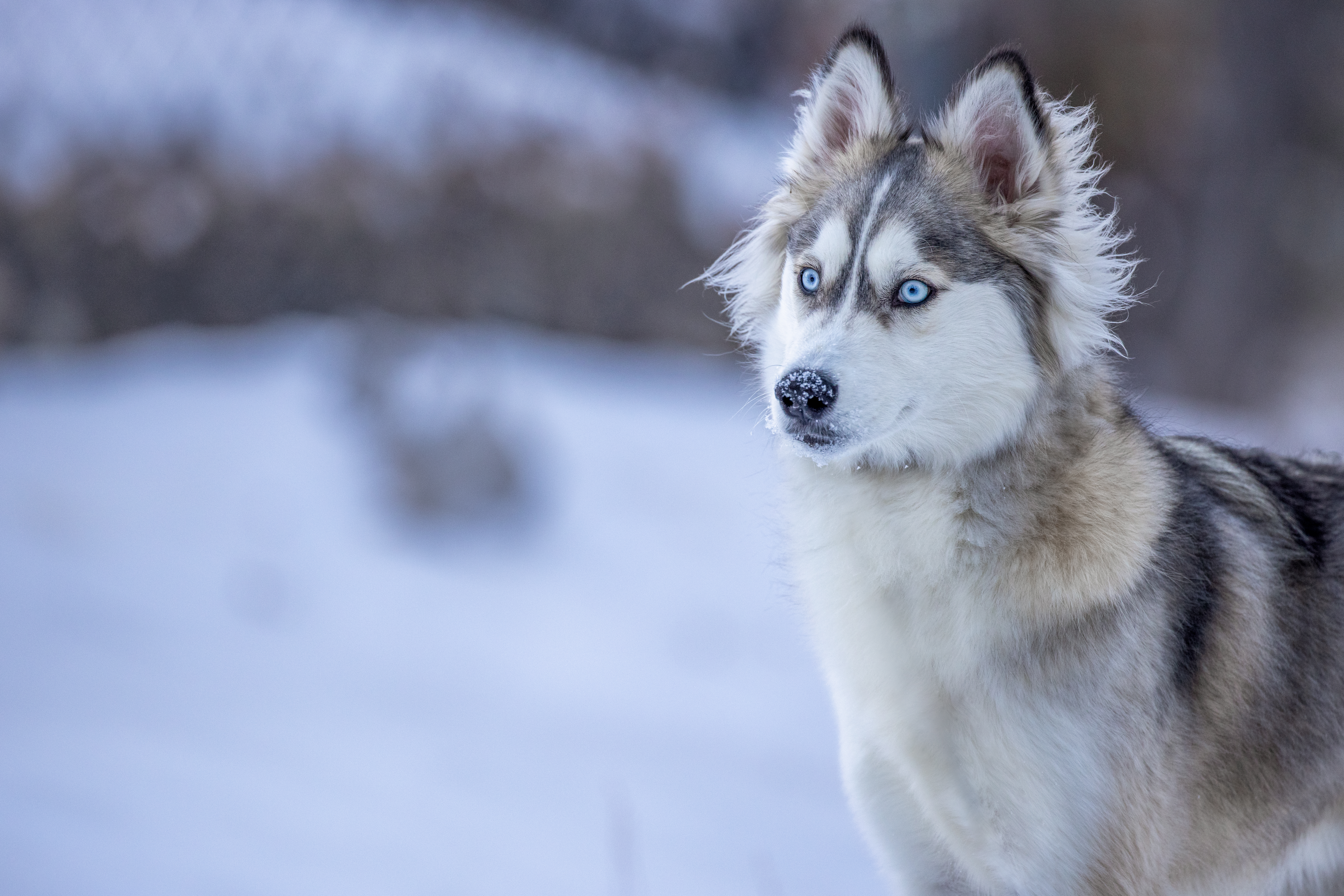 Handy-Wallpaper Hund, Schnee, Sicht, Heiser, Meinung, Tiere, Winter, Husky kostenlos herunterladen.