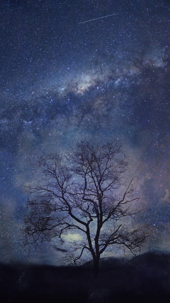 Скачать картинку Природа, Звезды, Ночь, Силуэт, Дерево, Звездное Небо, Млечный Путь, Земля/природа в телефон бесплатно.