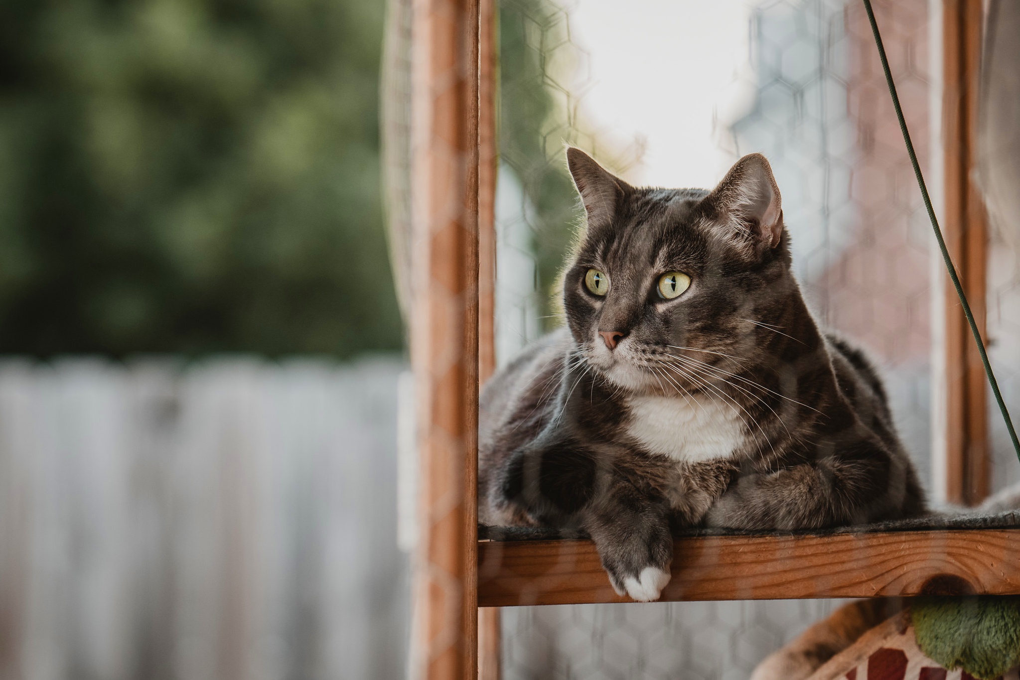 Baixe gratuitamente a imagem Animais, Gatos, Gato na área de trabalho do seu PC