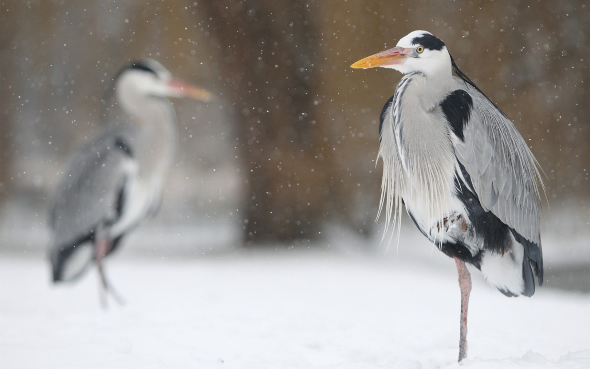 PCデスクトップに鳥, 動物画像を無料でダウンロード