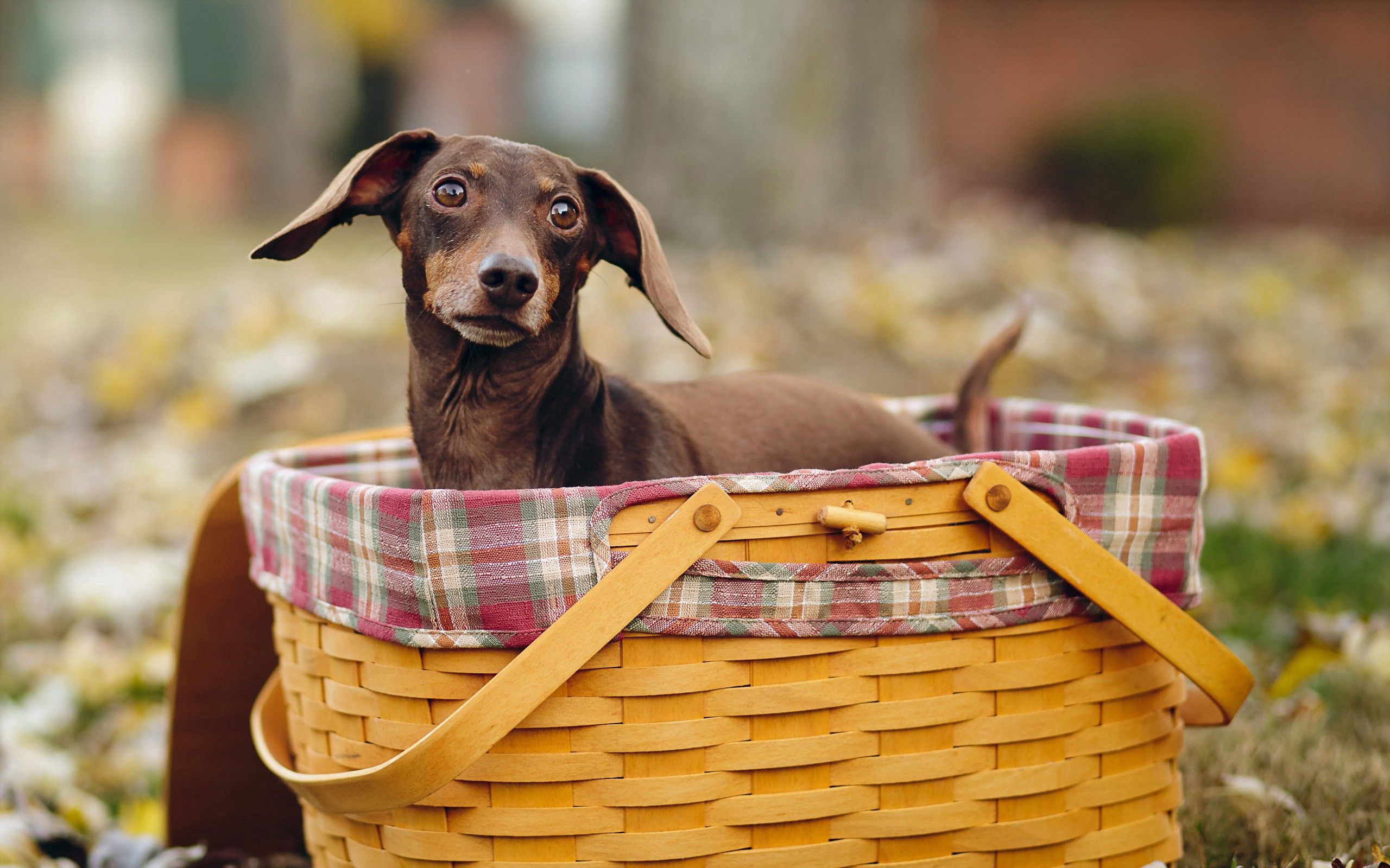 animals, sit, dog, muzzle, basket UHD