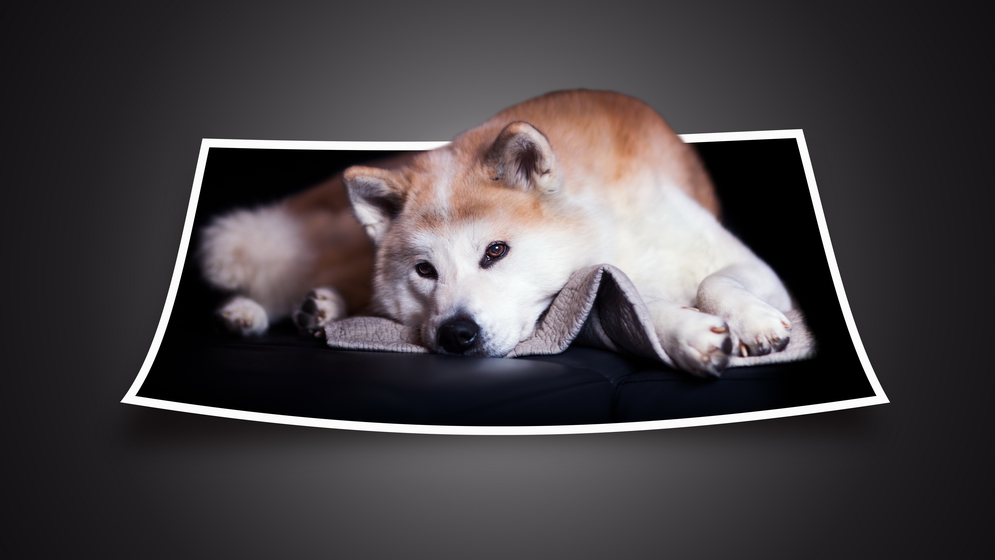 Handy-Wallpaper Tiere, Hunde, Hund, Shiba Inu kostenlos herunterladen.
