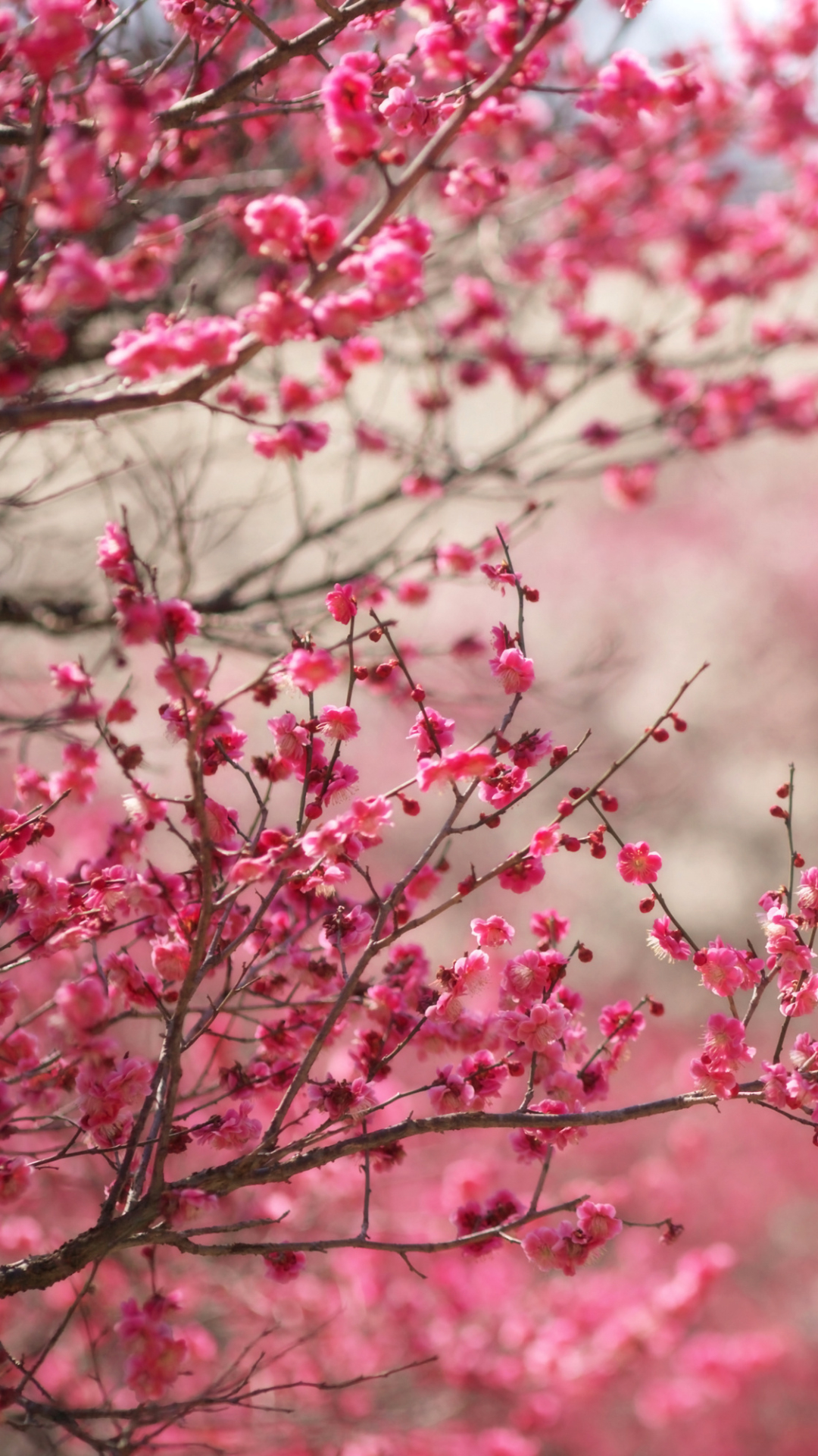 Download mobile wallpaper Flowers, Branch, Earth, Cherry Blossom, Blossom, Pink Flower for free.
