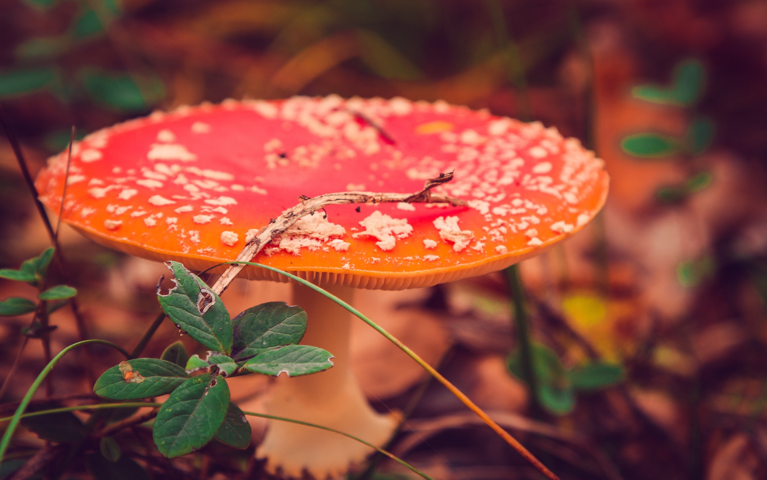 Laden Sie das Natur, Herbst, Nahansicht, Pilz, Erde/natur-Bild kostenlos auf Ihren PC-Desktop herunter
