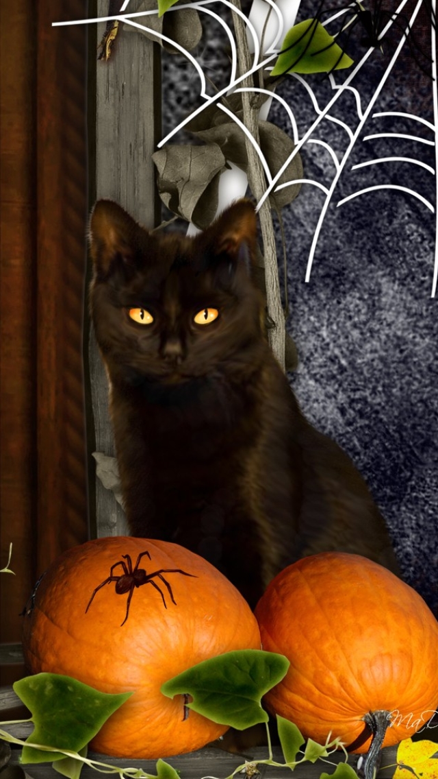 Download mobile wallpaper Halloween, Pumpkin, Cat, Holiday, Spider Web for free.
