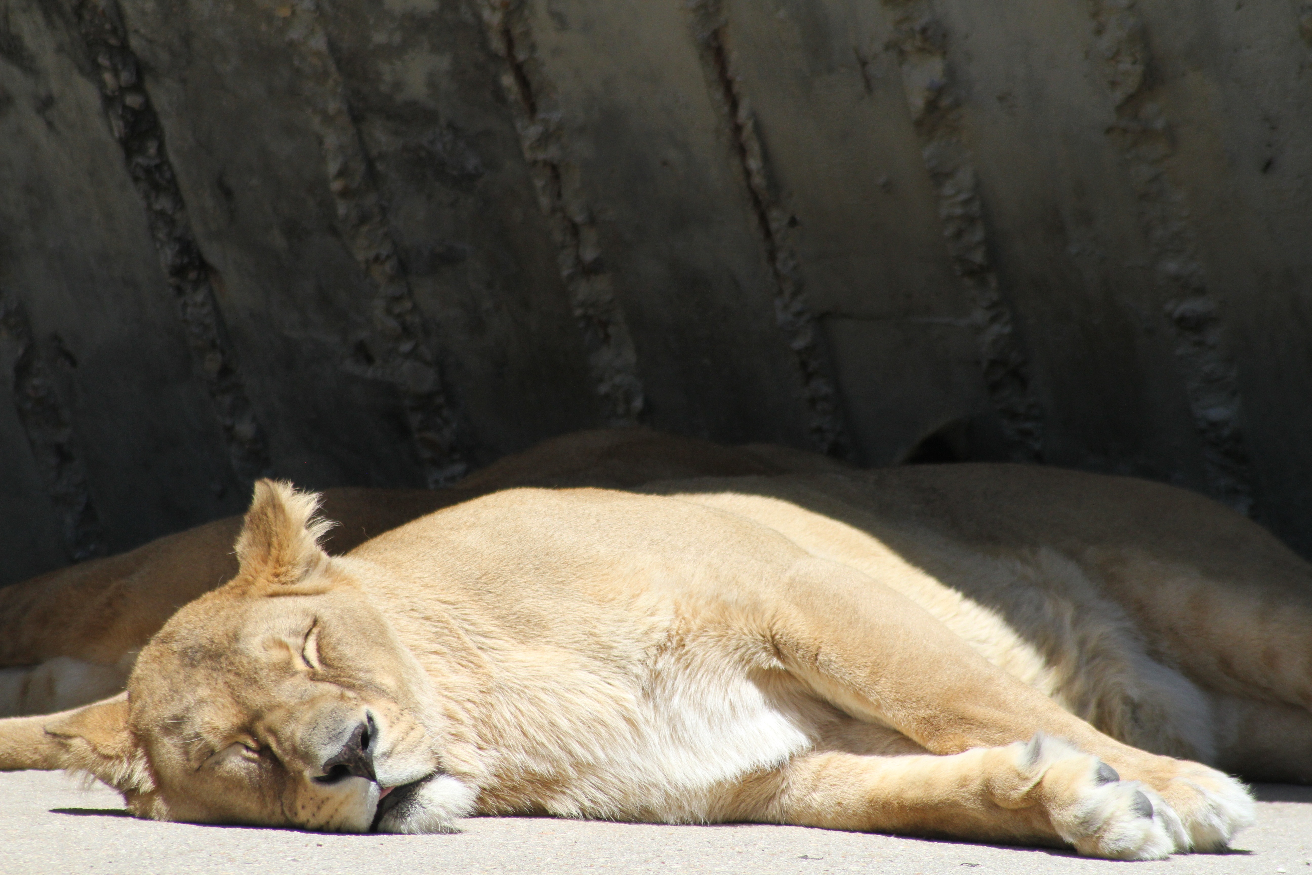 Download mobile wallpaper Sleep, Predator, Dream, Animals, Lioness, Lion for free.