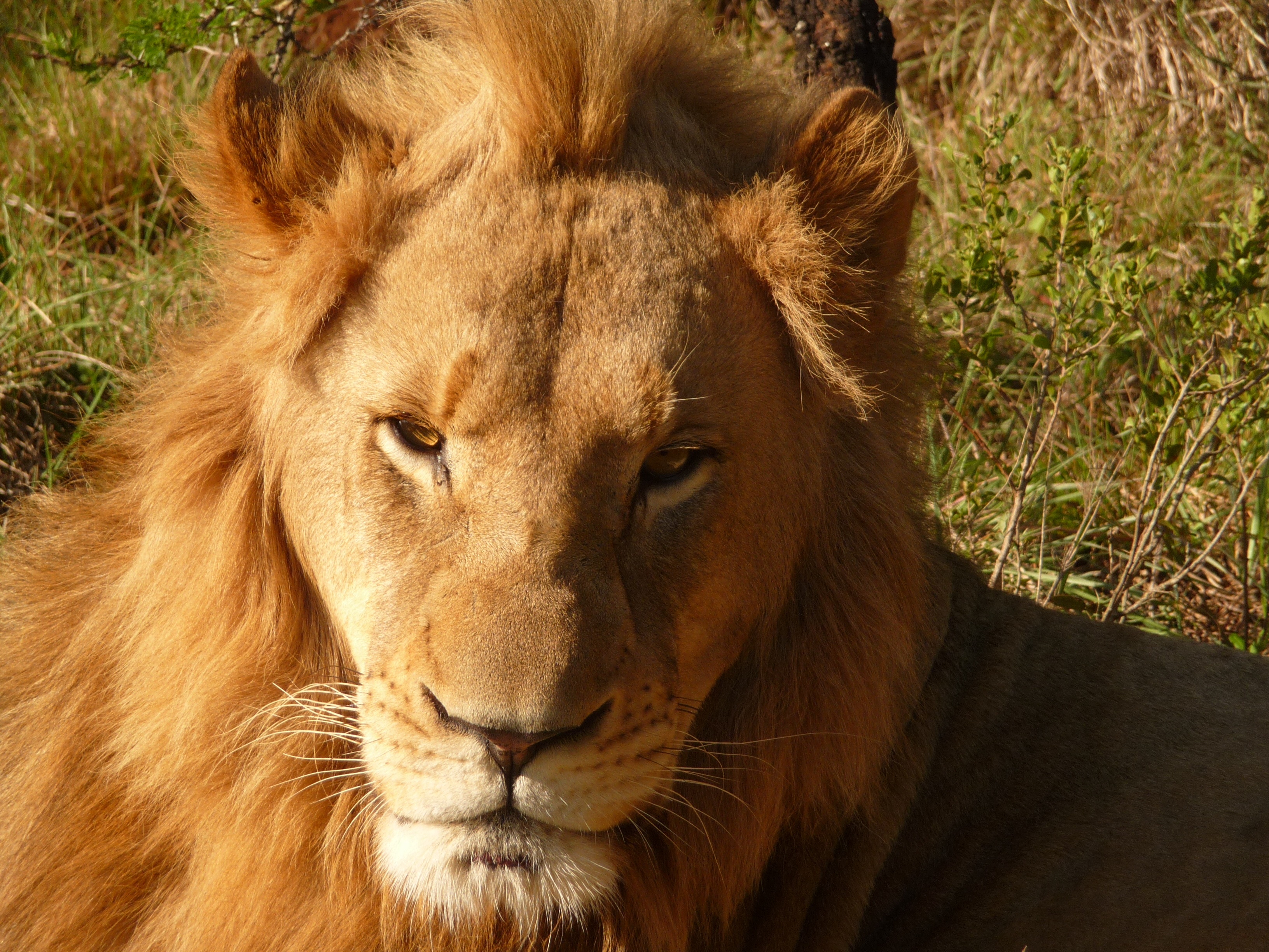 Téléchargez gratuitement l'image Lion, Chats, Animaux sur le bureau de votre PC