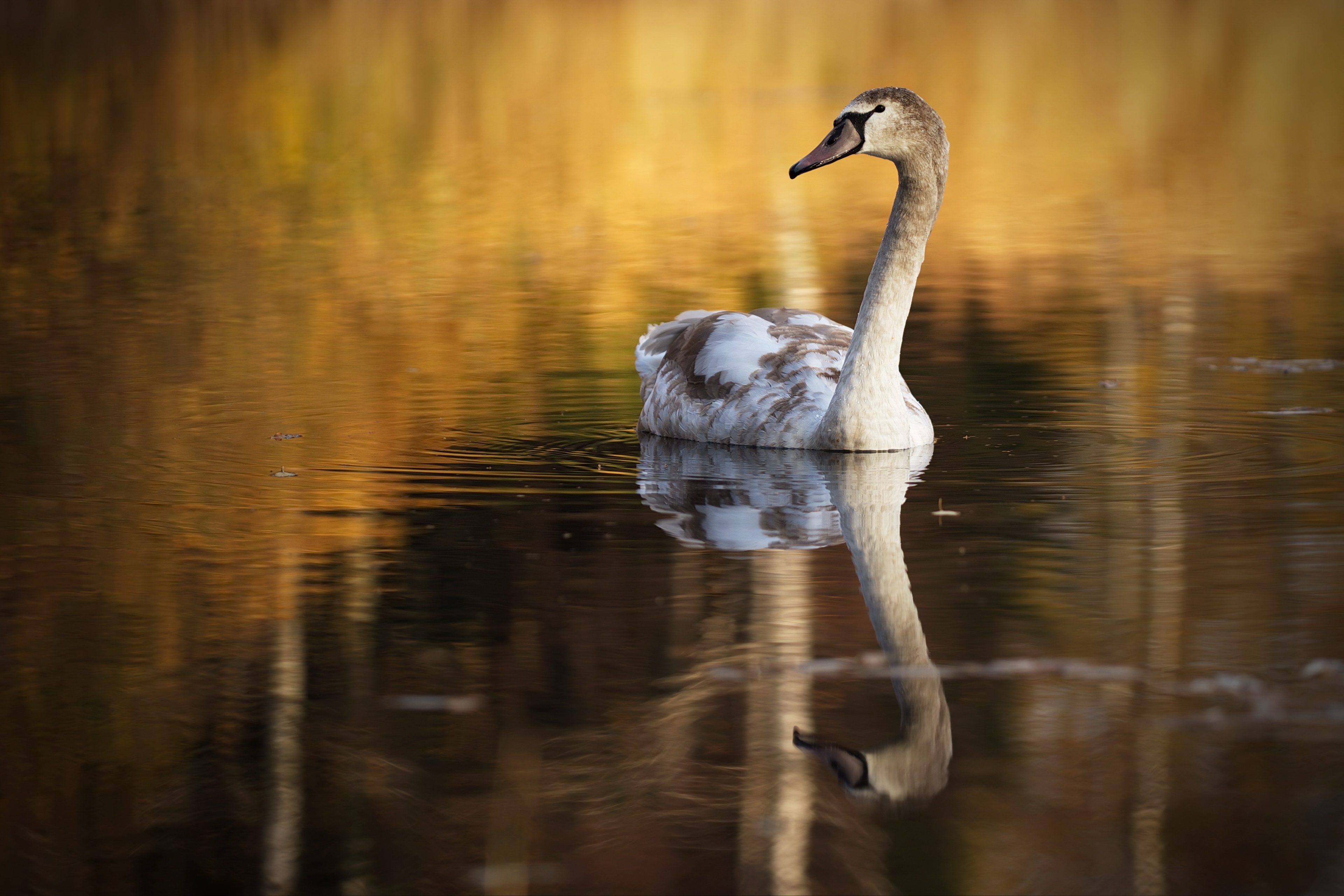 Free download wallpaper Birds, Reflection, Bird, Animal, Swan on your PC desktop