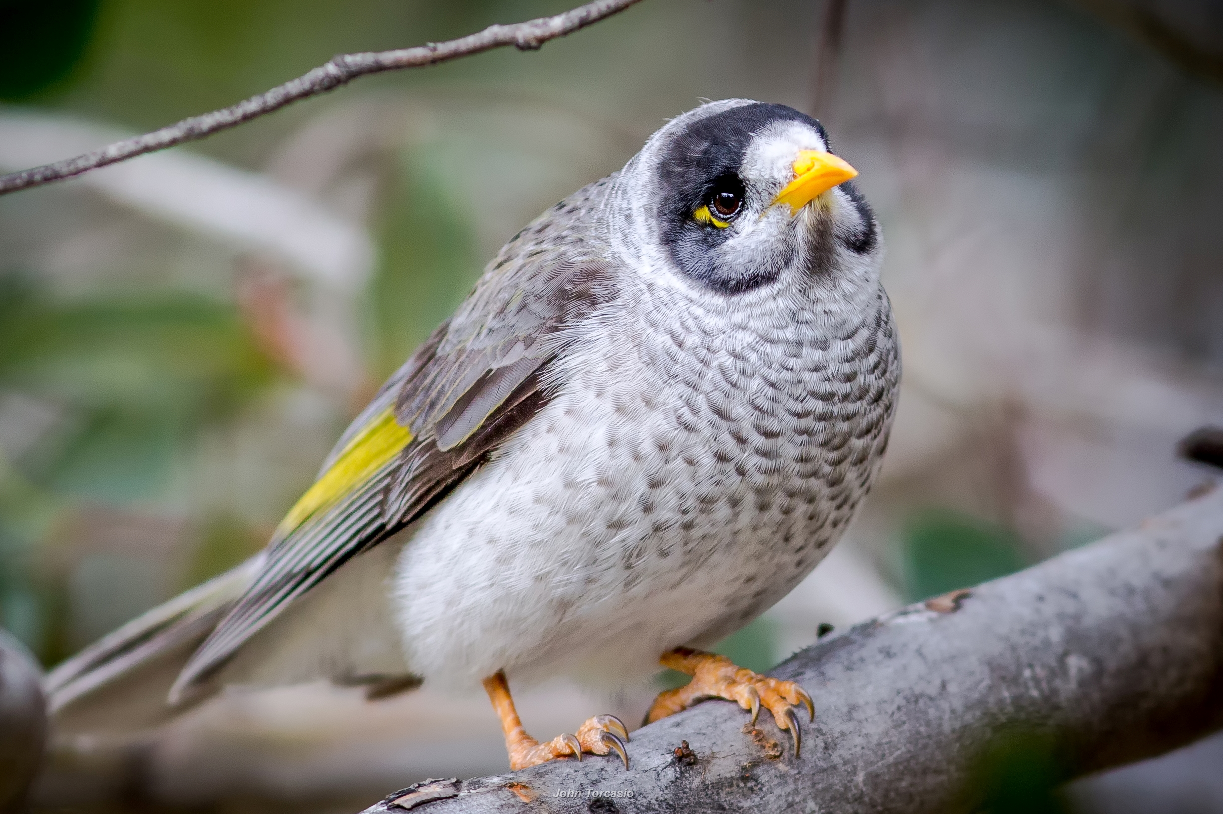 Download mobile wallpaper Birds, Bird, Animal, Honeyeater, Noisy Miner for free.