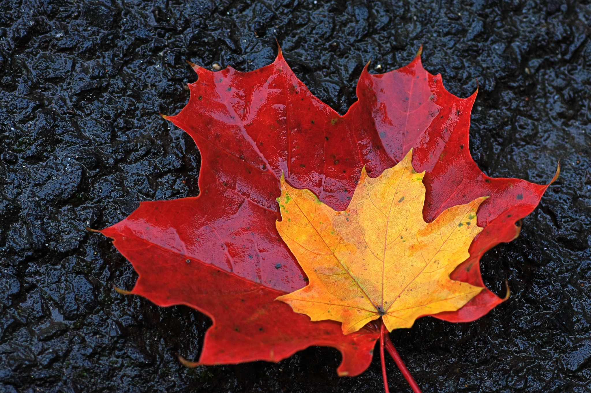 Скачать обои бесплатно Осень, Лист, Земля/природа картинка на рабочий стол ПК
