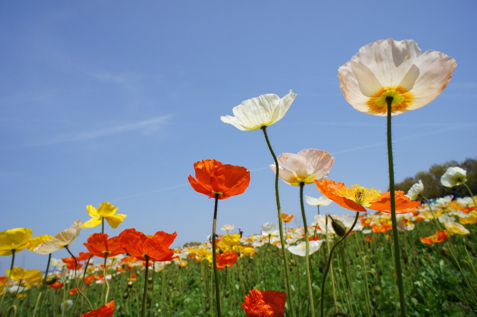 nature, flowers, sky, poppies, field, different 4K