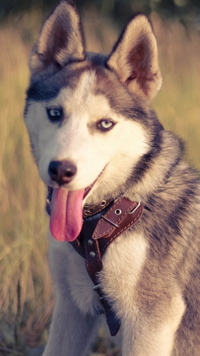 Download mobile wallpaper Dogs, Animal, Husky for free.