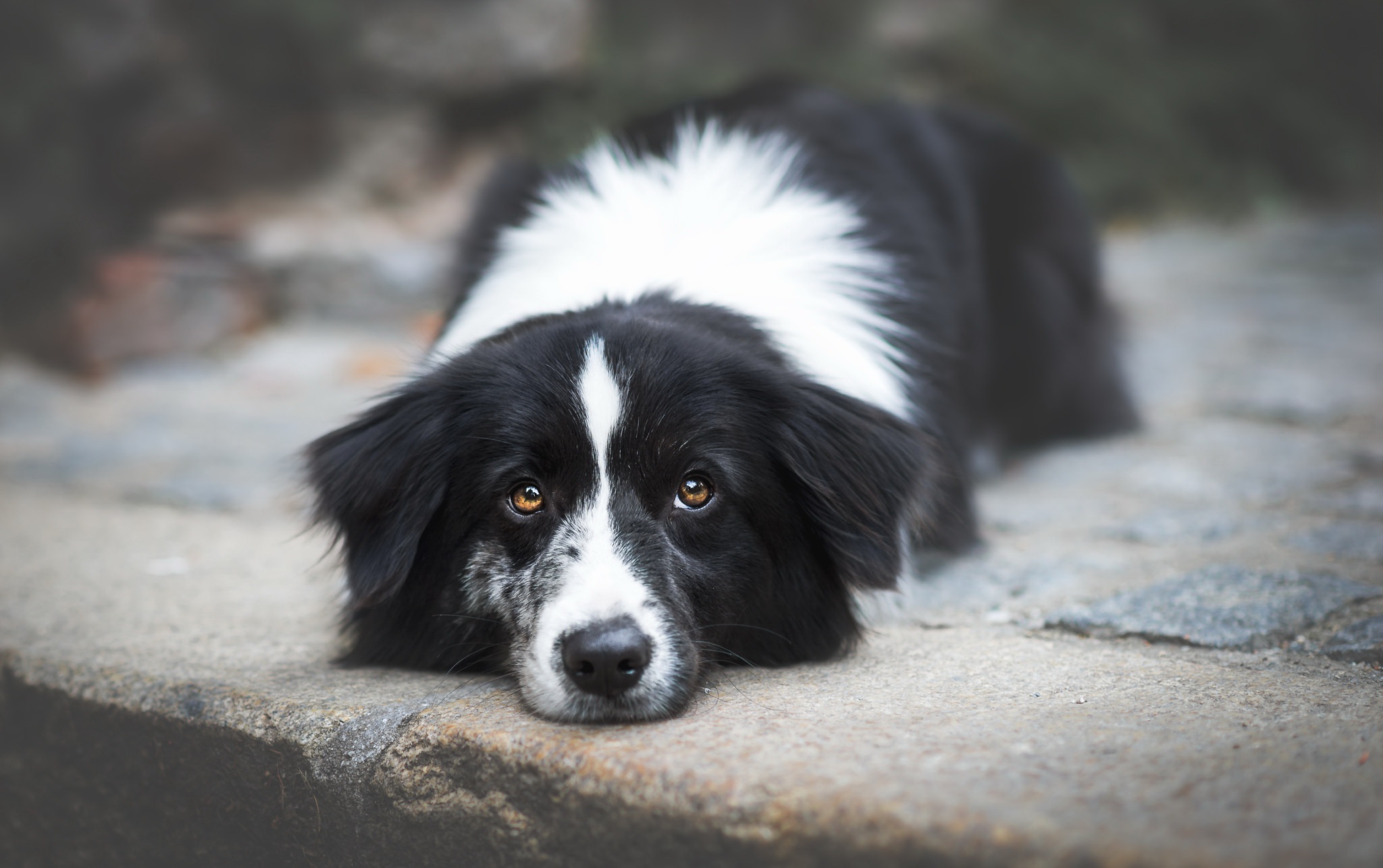 Handy-Wallpaper Tiere, Hunde, Hund, Border Collie, Starren kostenlos herunterladen.