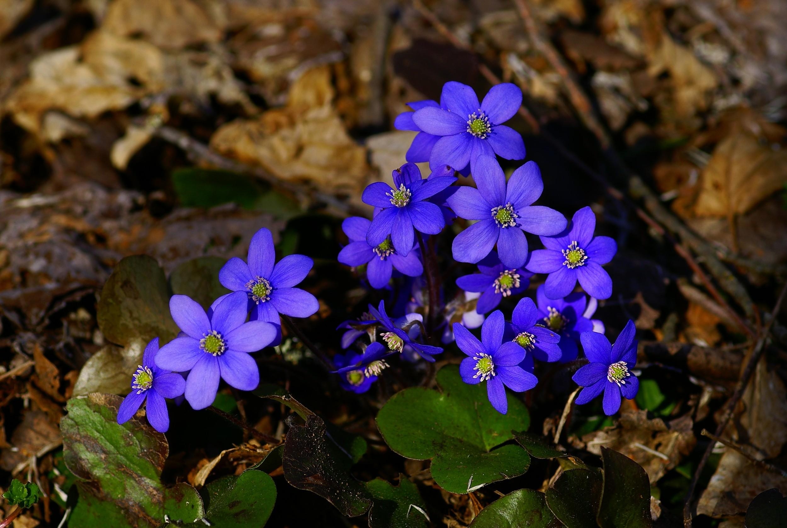small, leaves, flowers, blue, branches Full HD