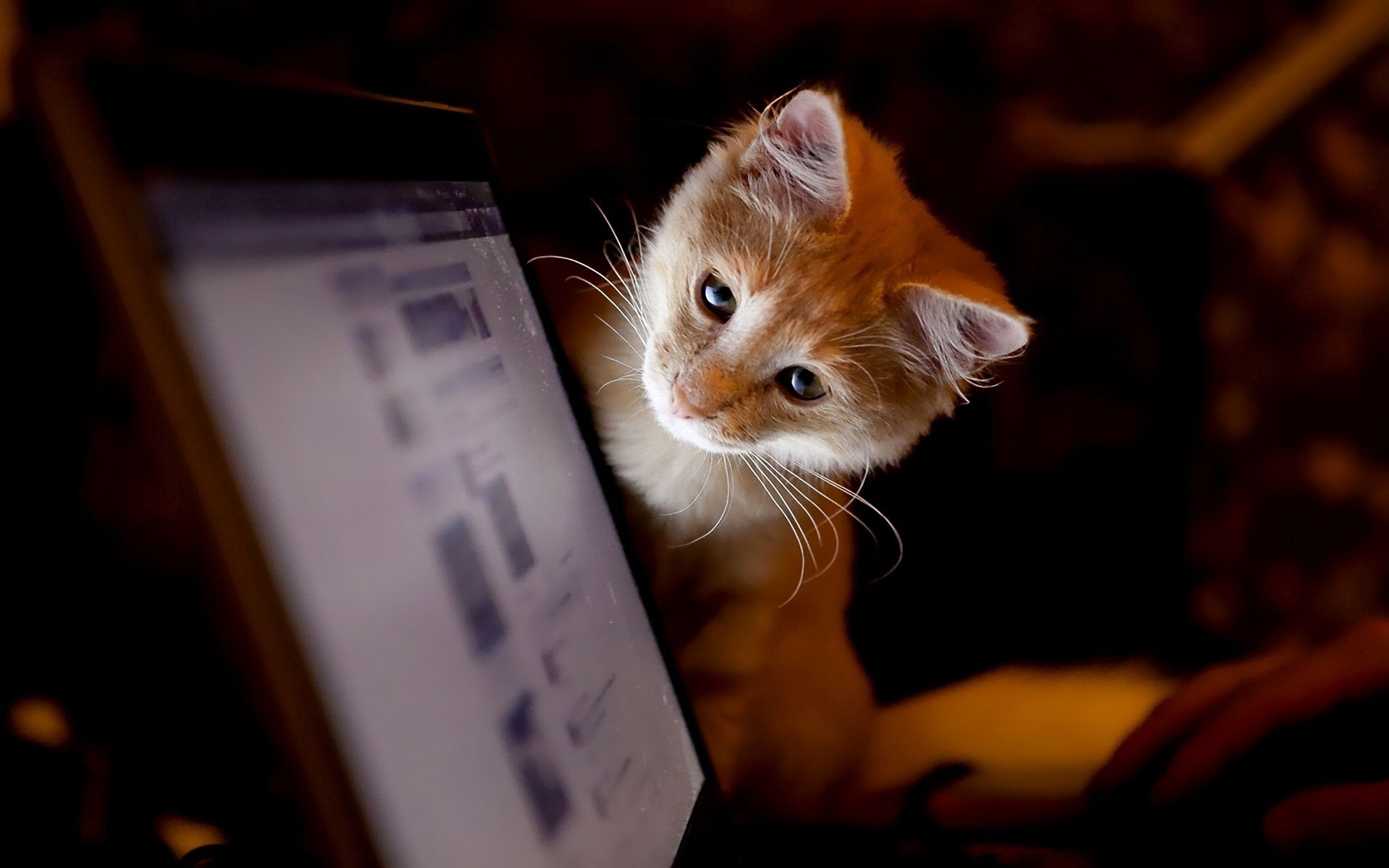 desktop Images computer, animals, kitty, kitten, curiosity