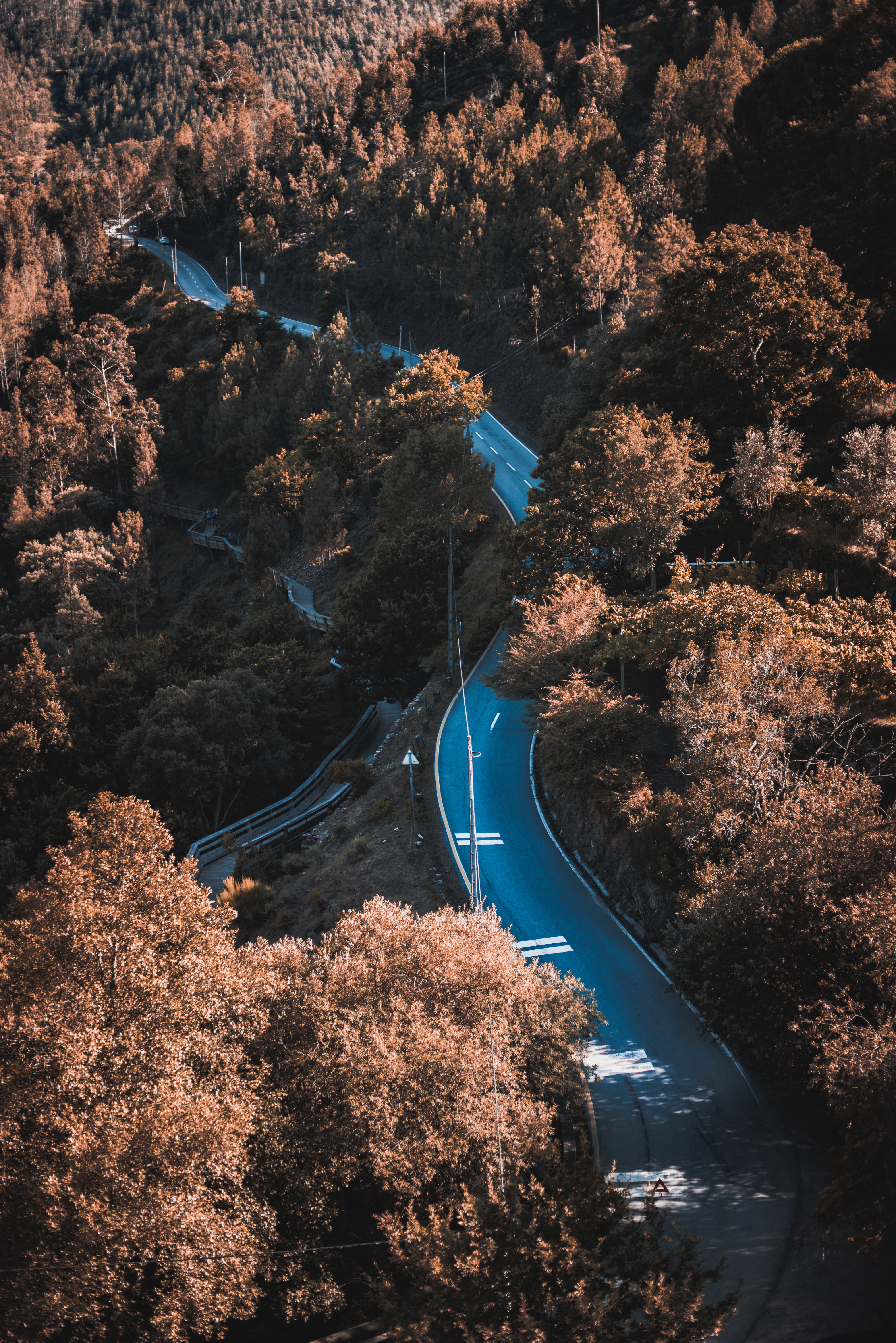 PC Wallpapers nature, trees, bush, road, winding, sinuous