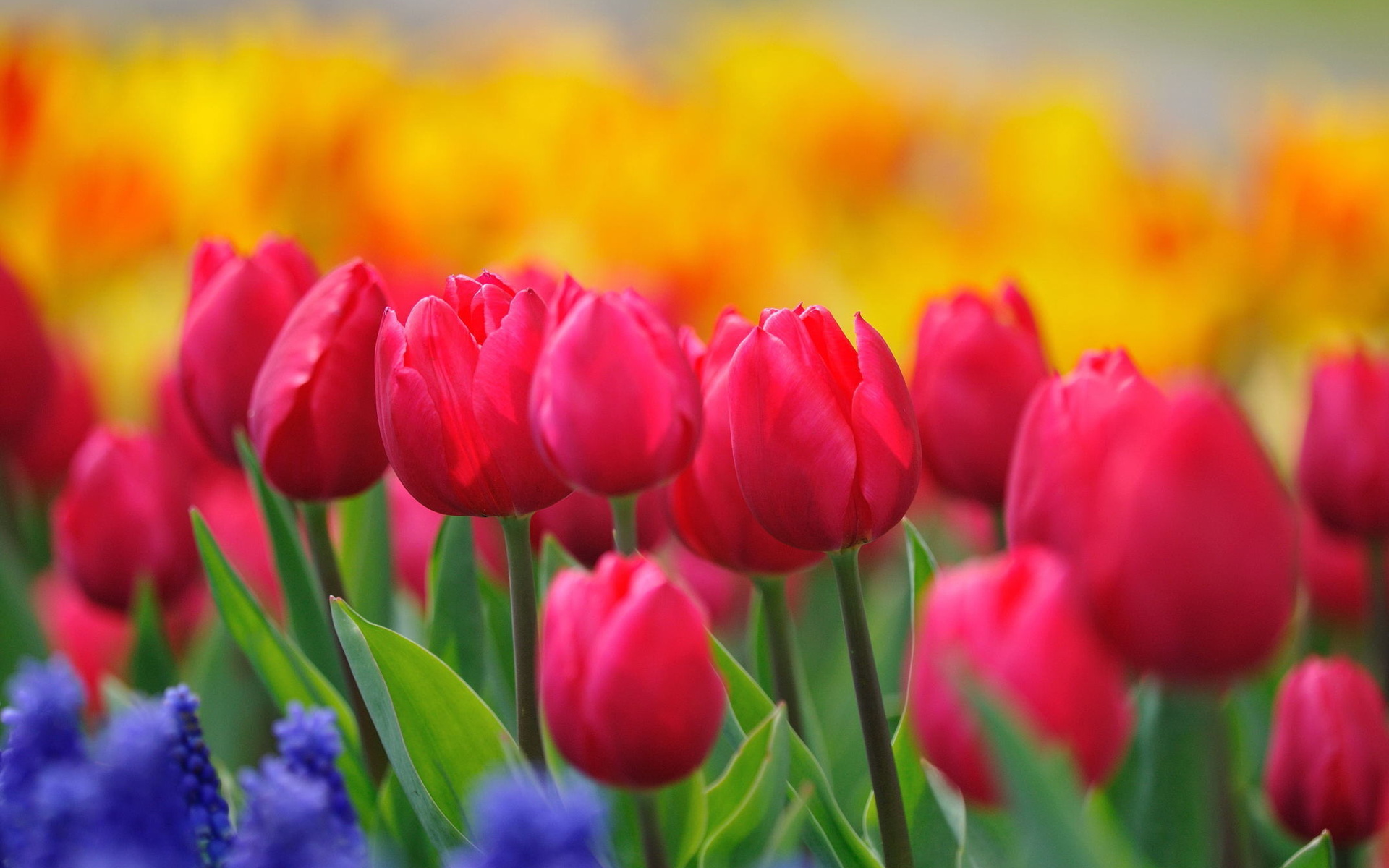 Téléchargez gratuitement l'image Tulipe, Terre/nature sur le bureau de votre PC