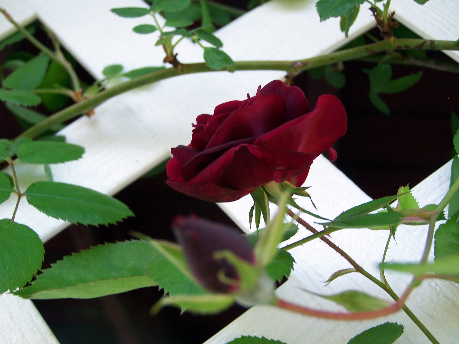 Téléchargez des papiers peints mobile Branche, Légumes Verts, Fleurs, Verdure, Fleur, Une Rose, Rose gratuitement.