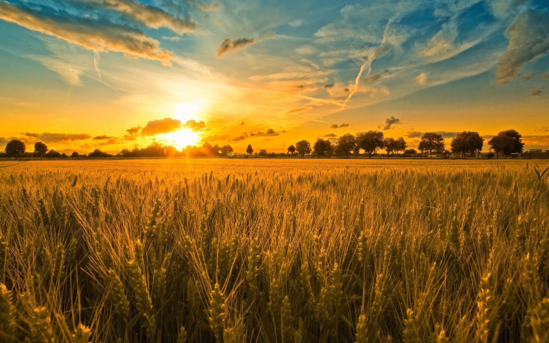 nature, sunset, field, ears, spikes, cereals