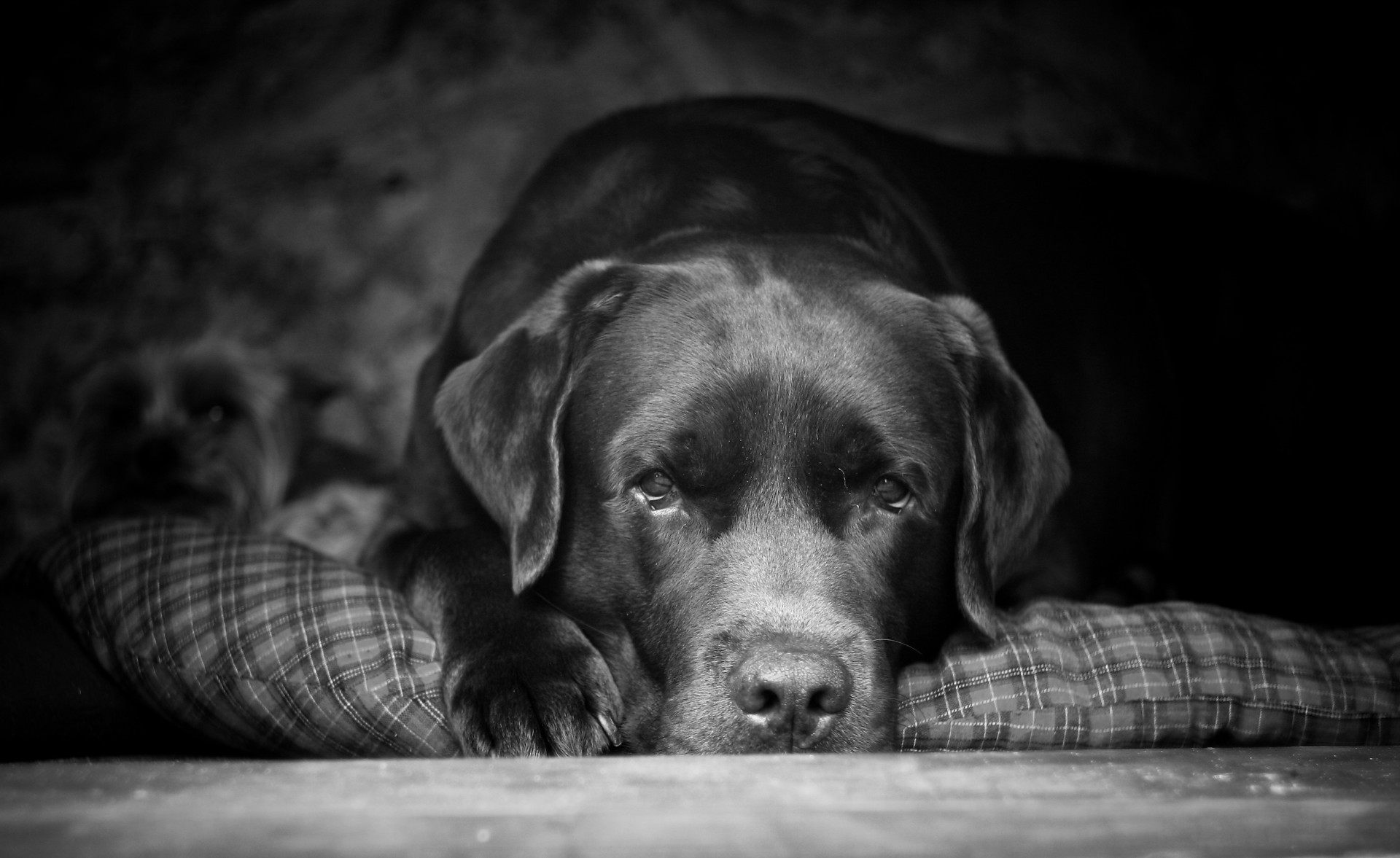 Téléchargez des papiers peints mobile Chiens, Chien, Animaux gratuitement.