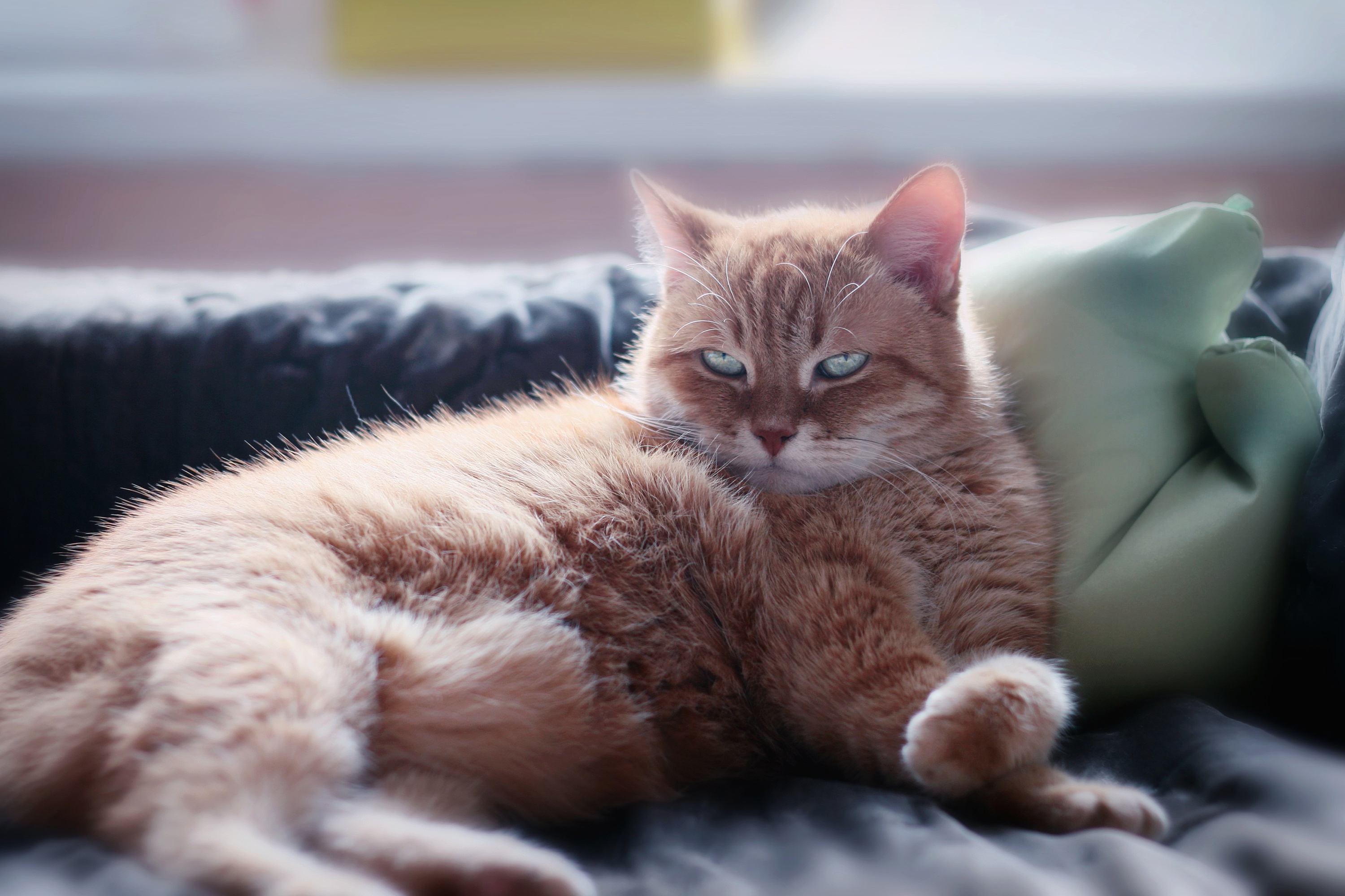 Baixar papel de parede para celular de Animais, Gatos, Gato gratuito.