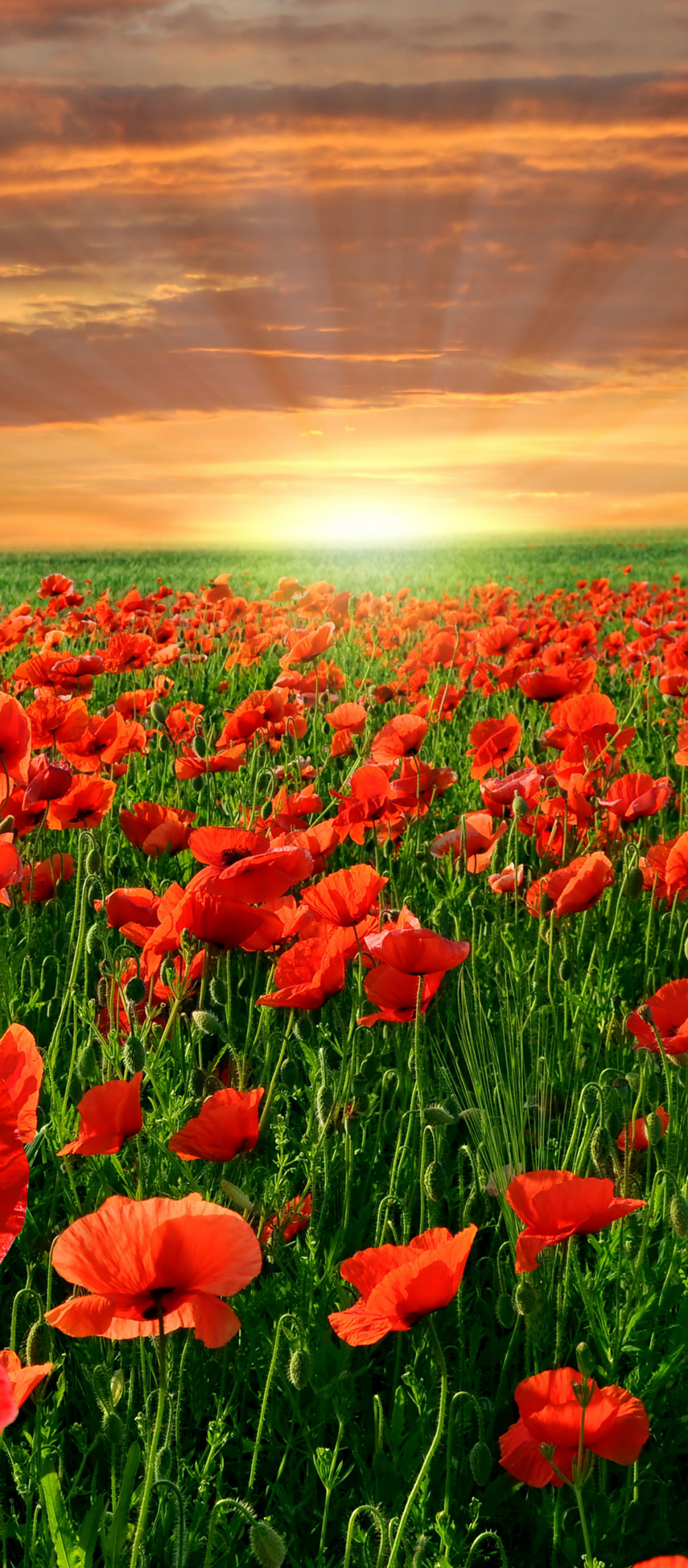 Download mobile wallpaper Flowers, Earth, Poppy for free.