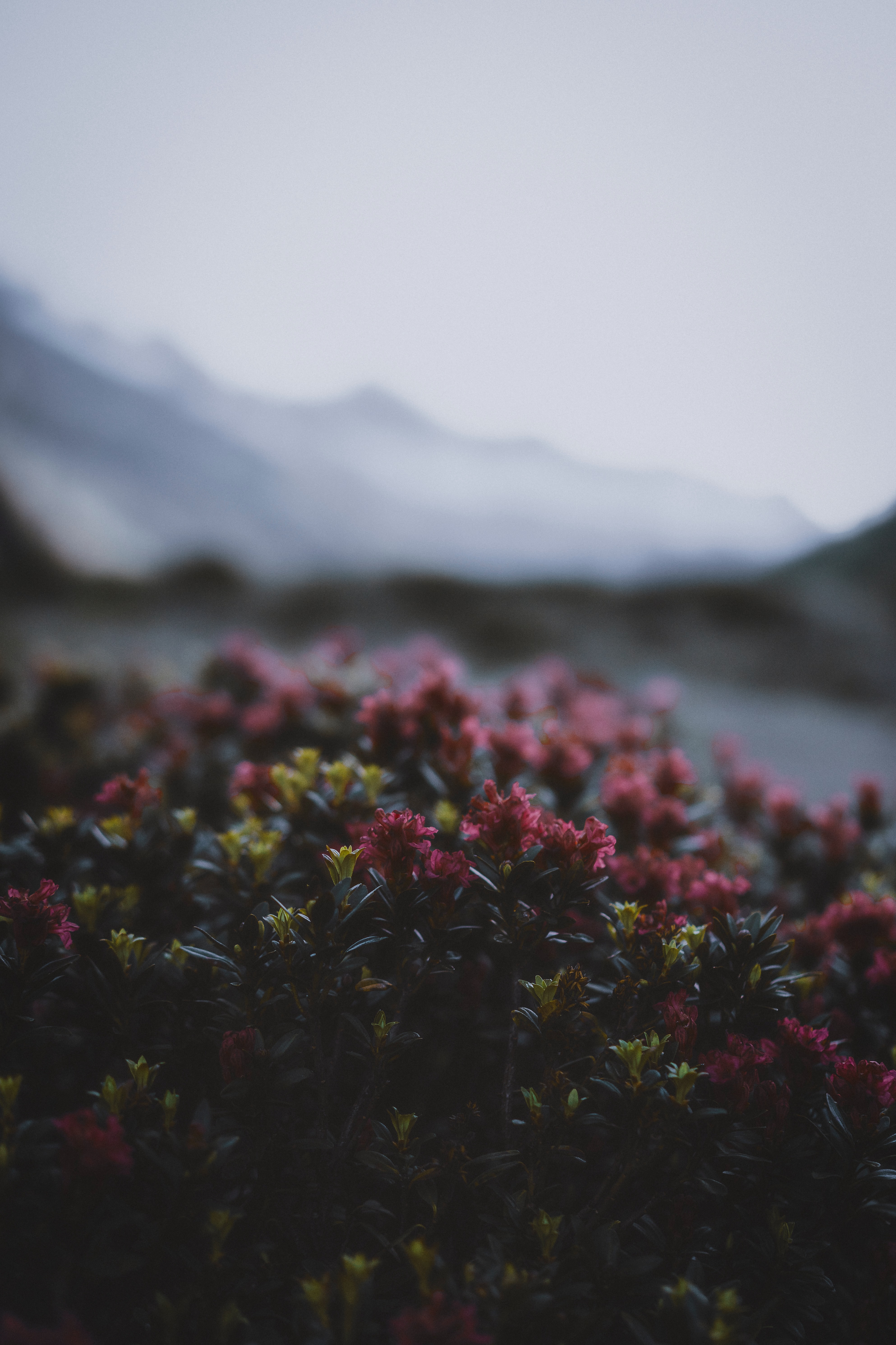 flowering, flowers, leaves, twilight, bush, bloom, dusk phone background